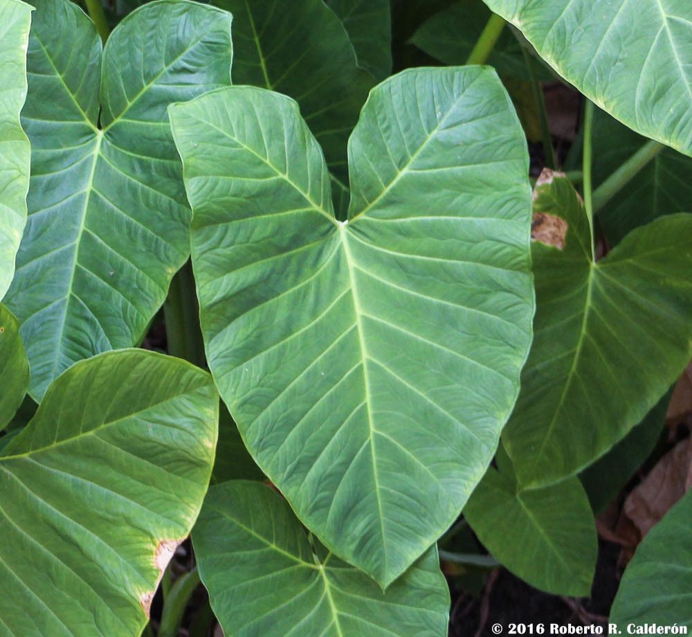 Xanthosoma sagittifolium