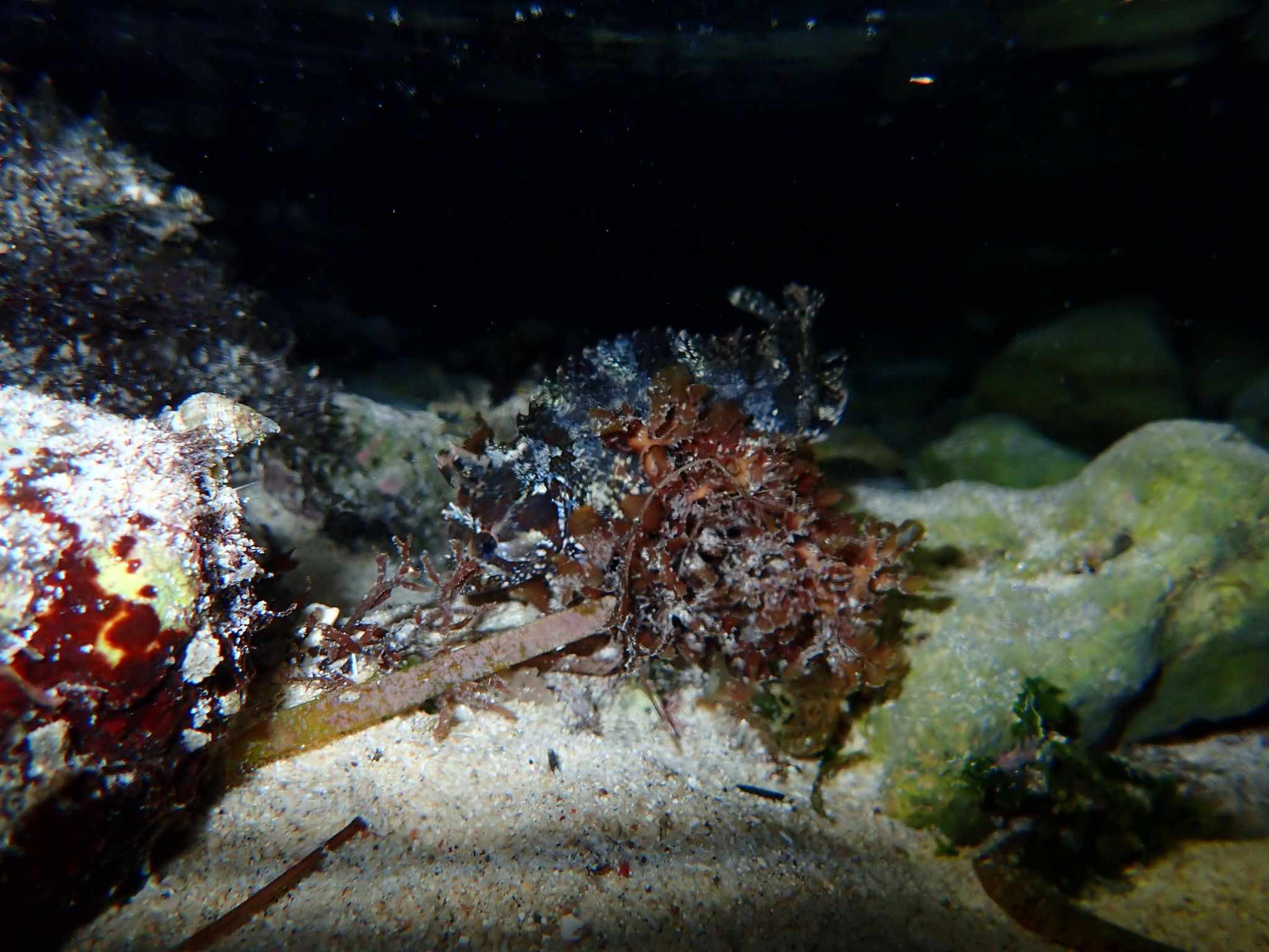 Xanthosoma sp.
