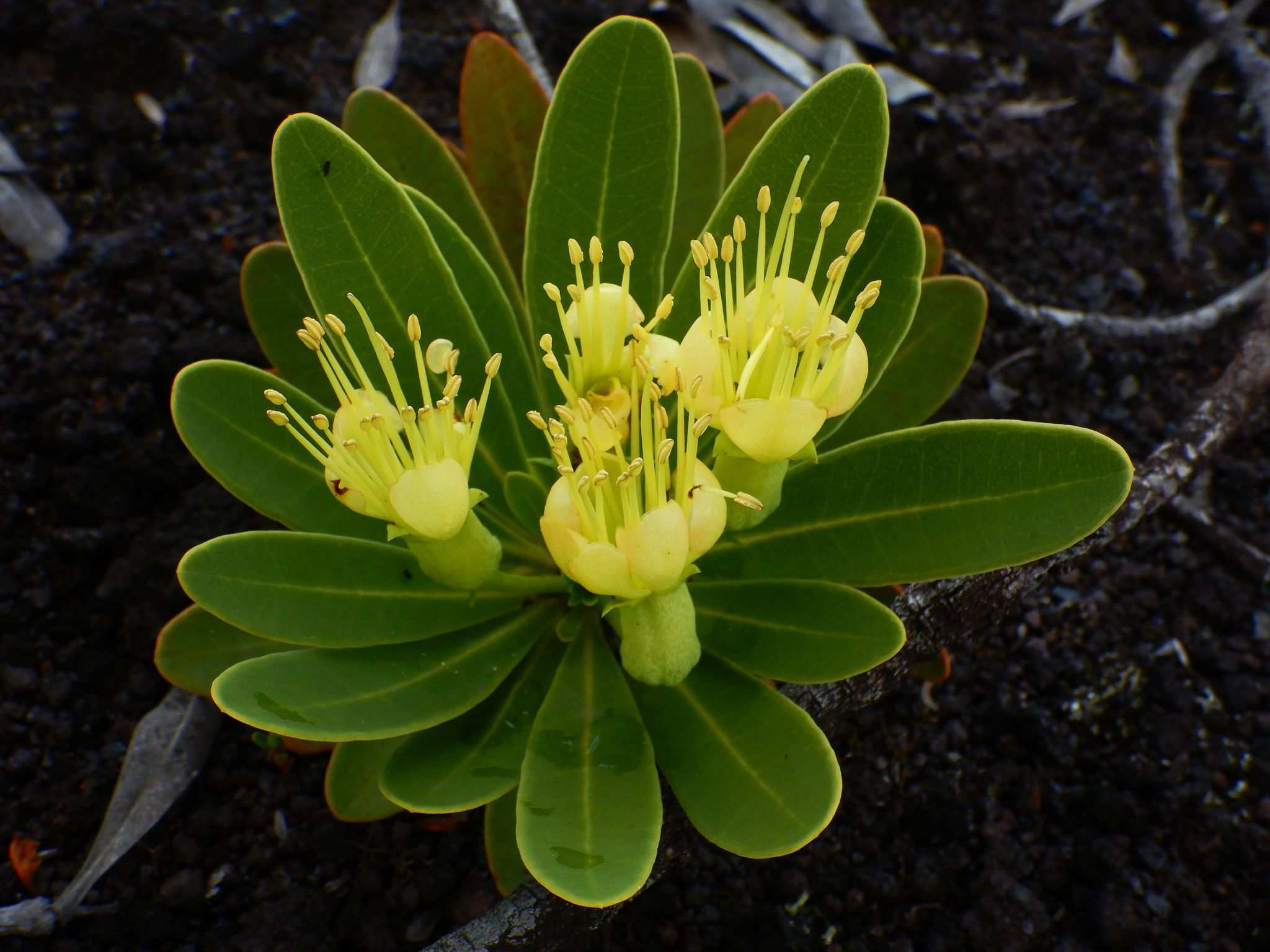 Xanthostemon aurantiacus