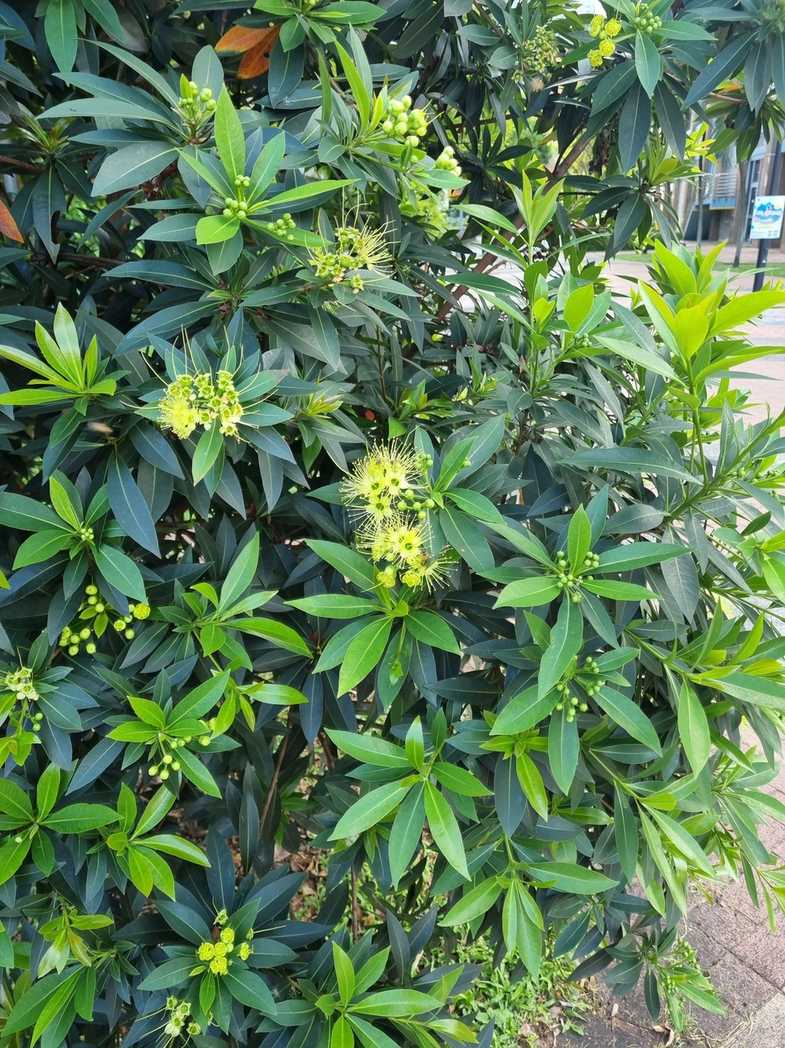 Xanthostemon chrysanthus