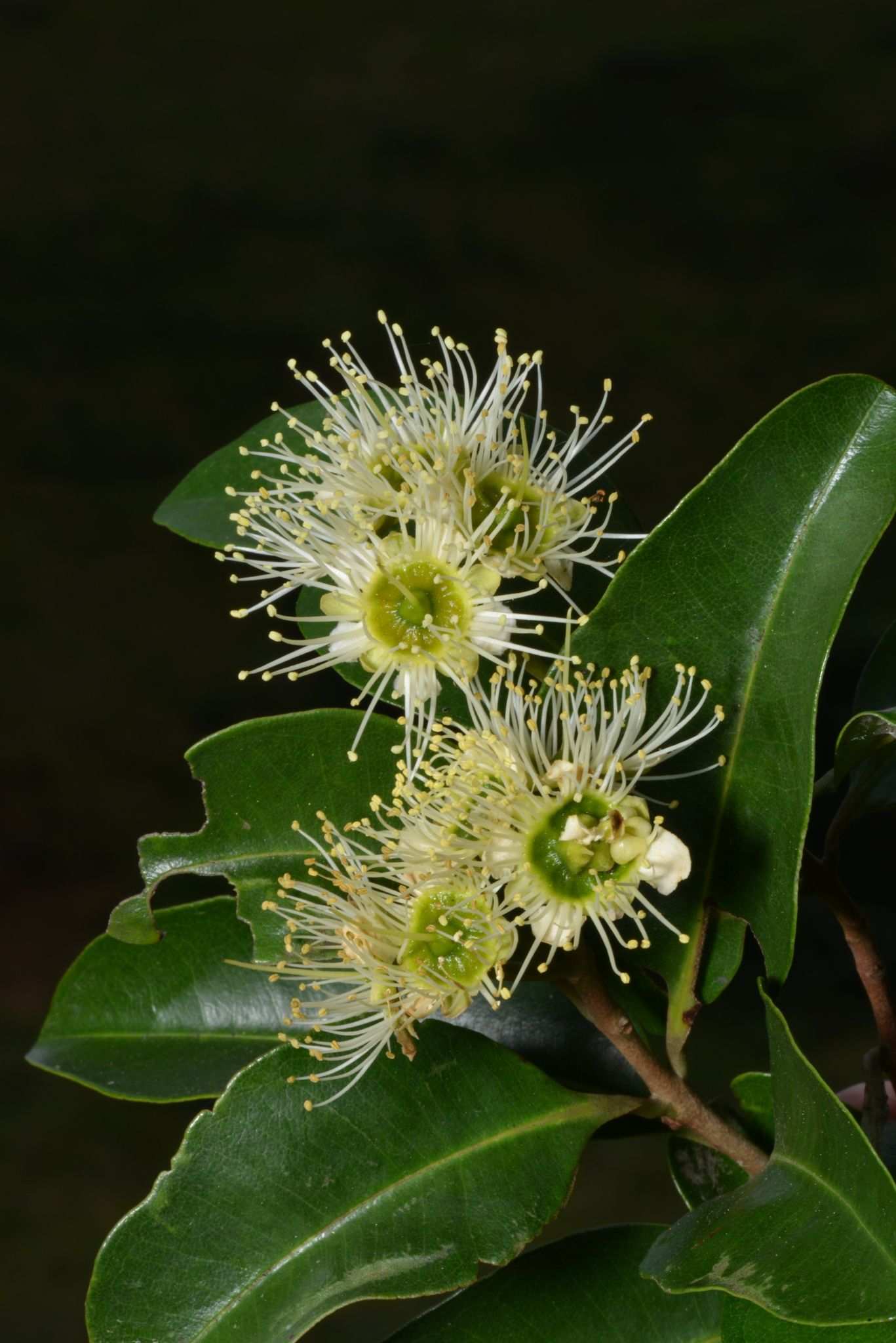 Xanthostemon oppositifolius