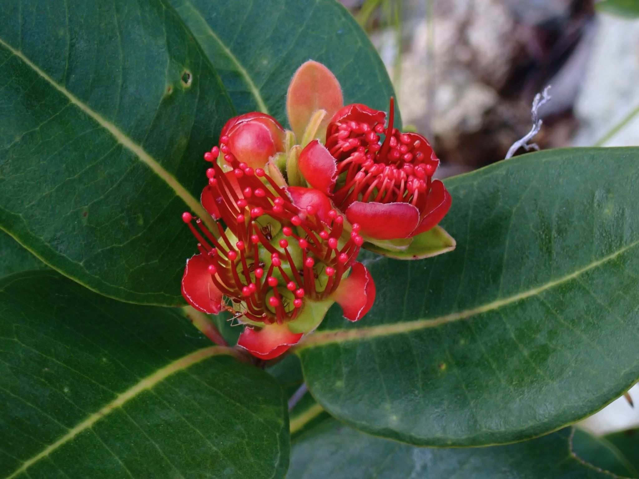 Xanthostemon sp.