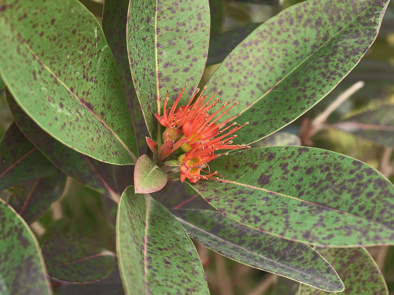 Xanthostemon youngii