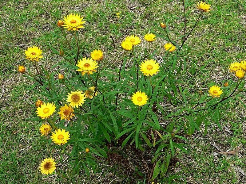 Xerochrysum bracteatum