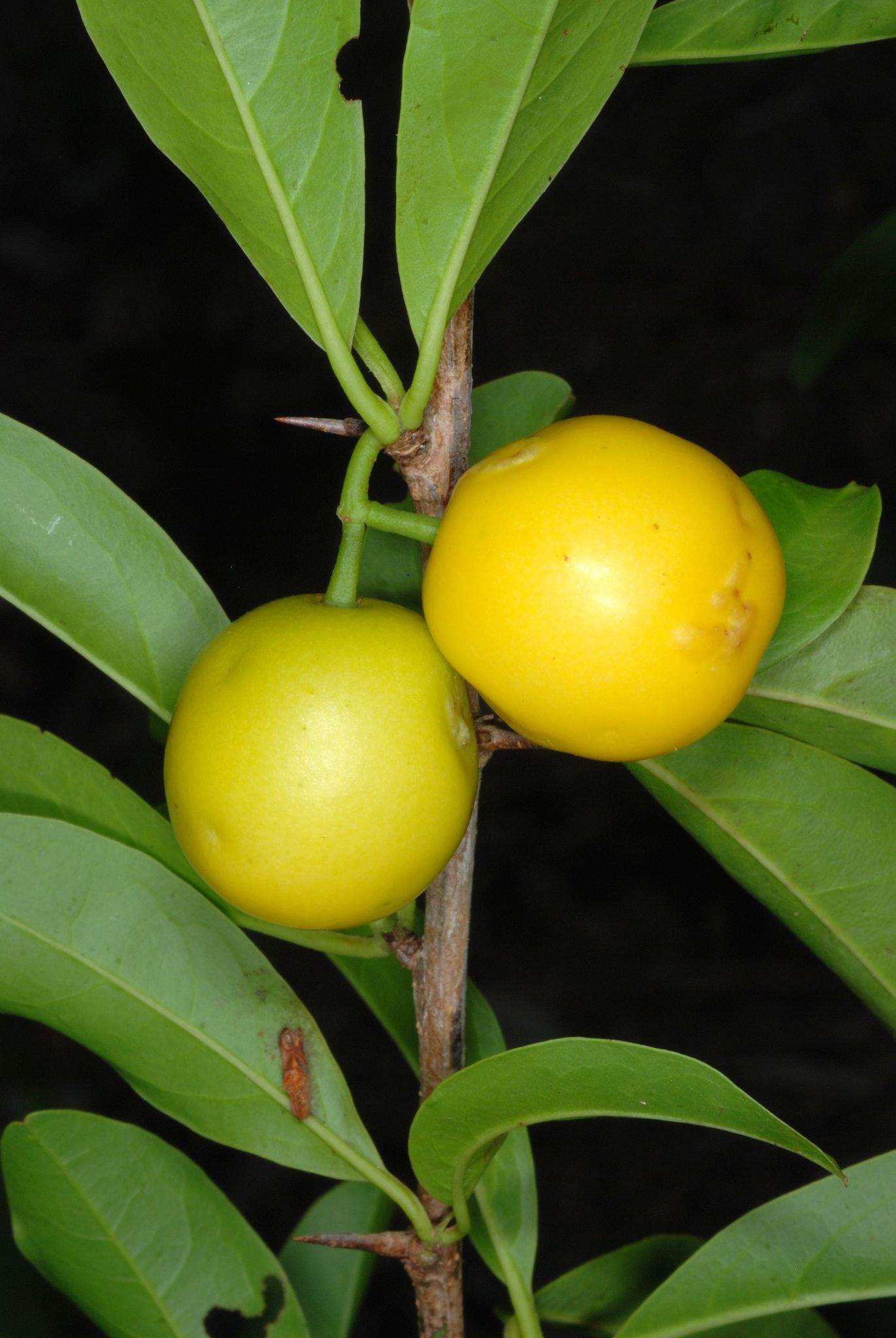 Ximenia americana