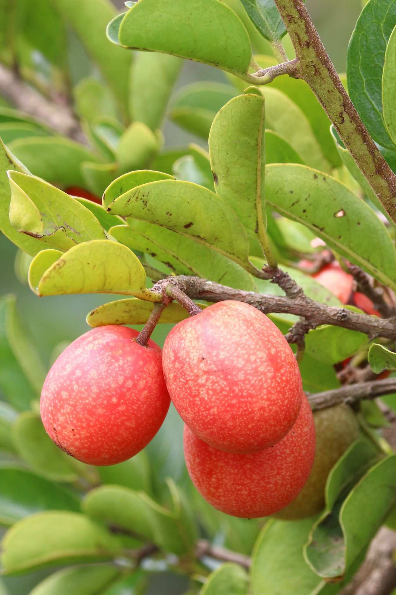 Ximenia caffra