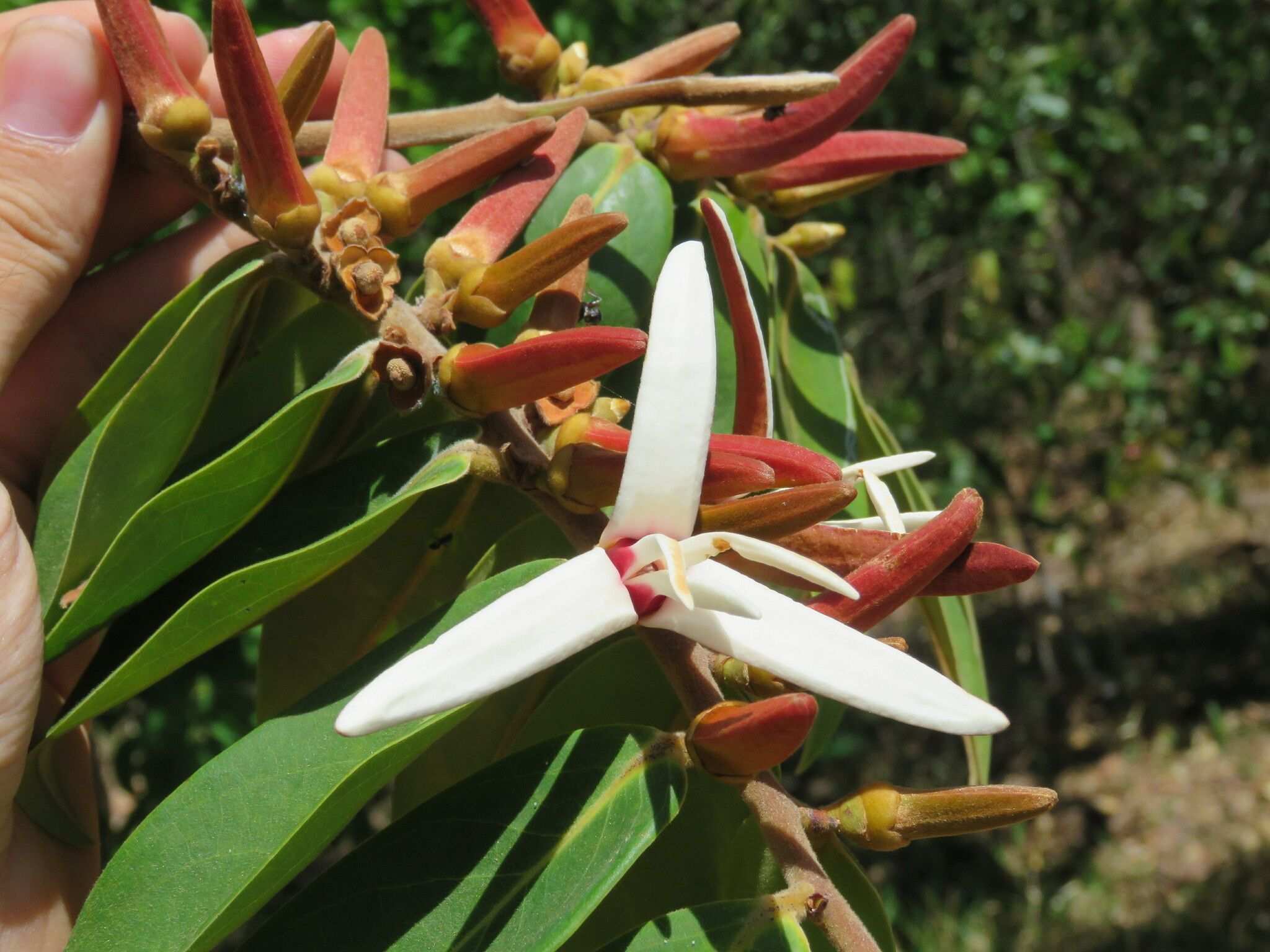 Xylopia