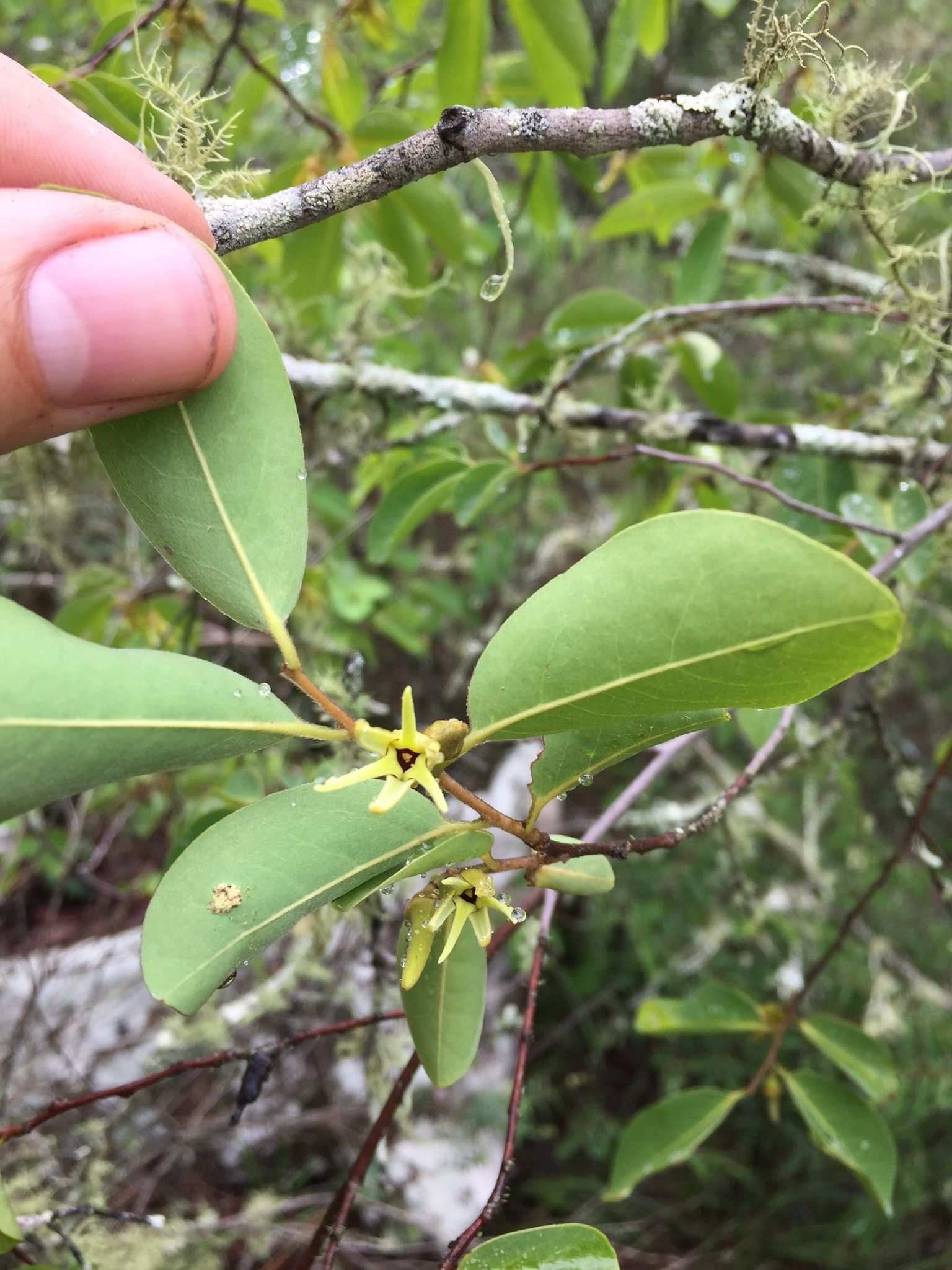 Xylopia parviflora