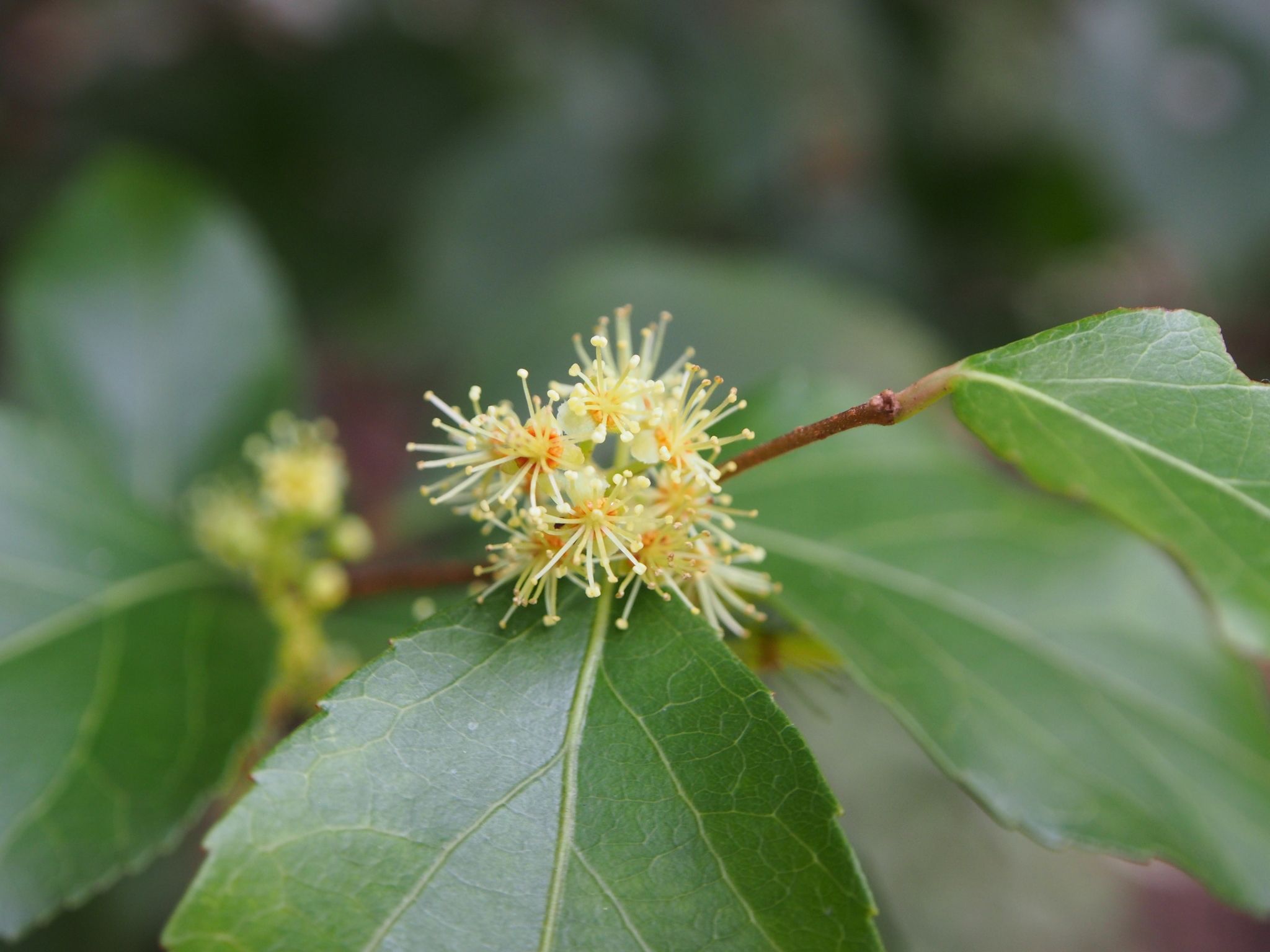Xylosma congesta