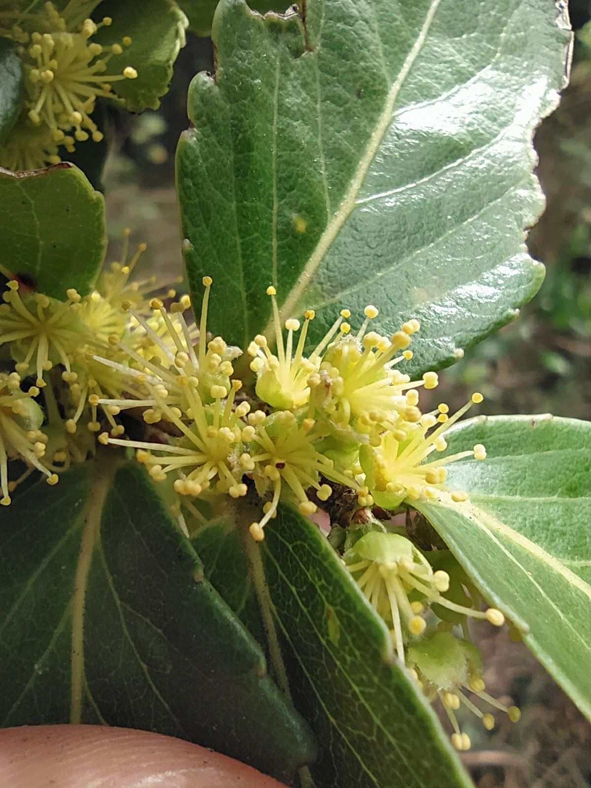 Xylosma sp.