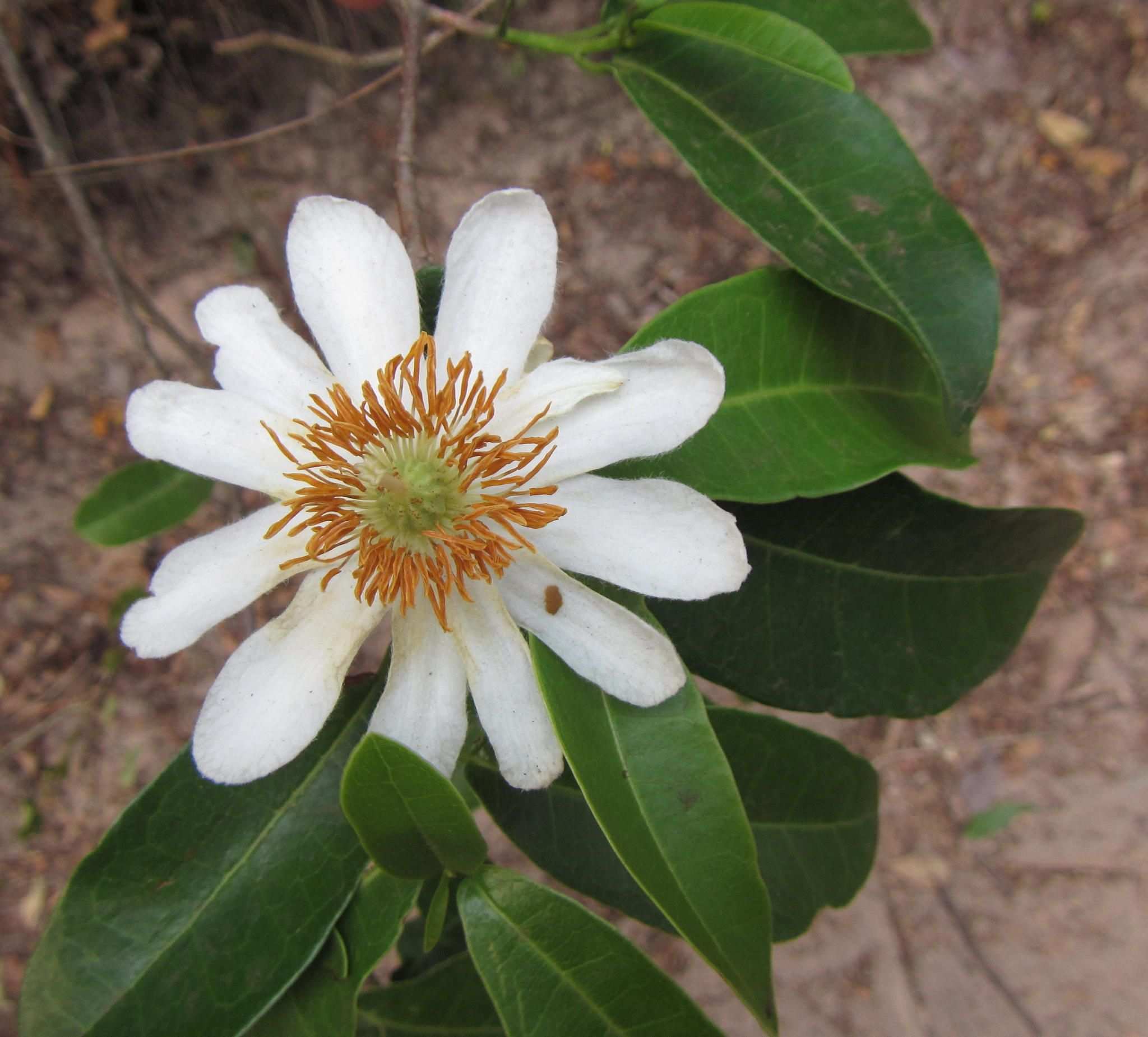 Xylotheca kraussiana