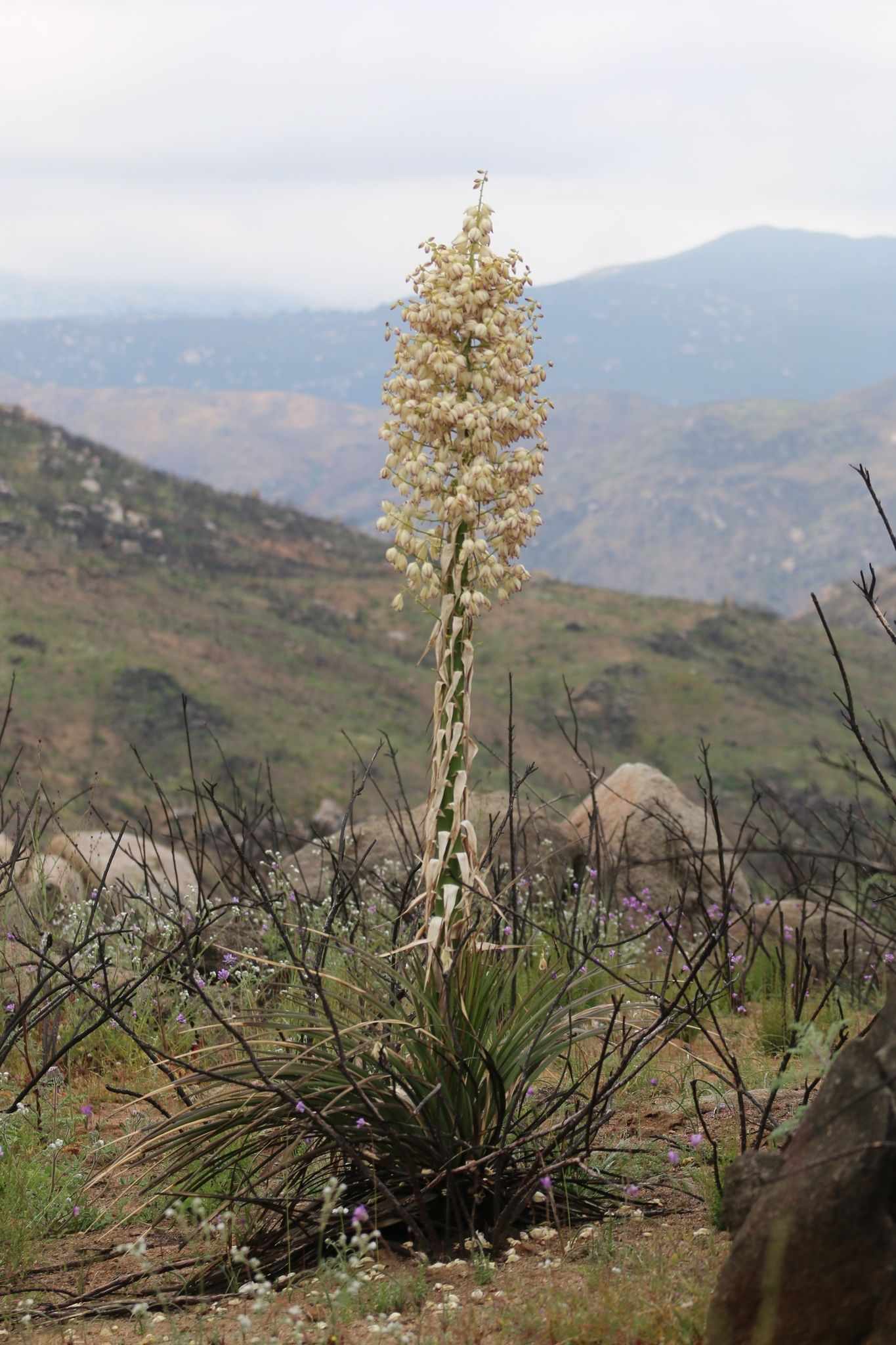 Yucca