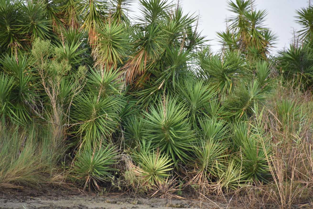 Yucca aloifolia