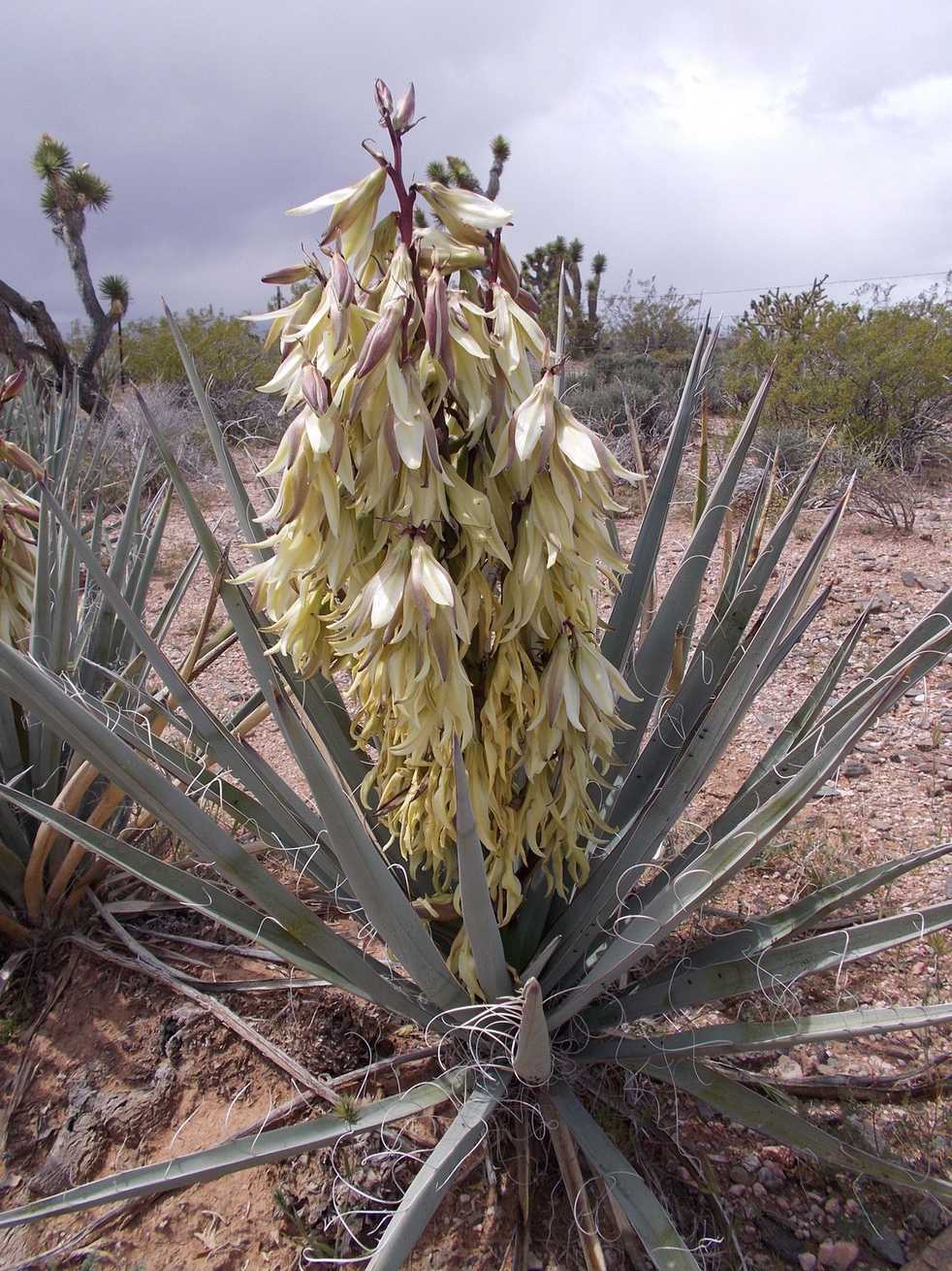 Yucca baccata