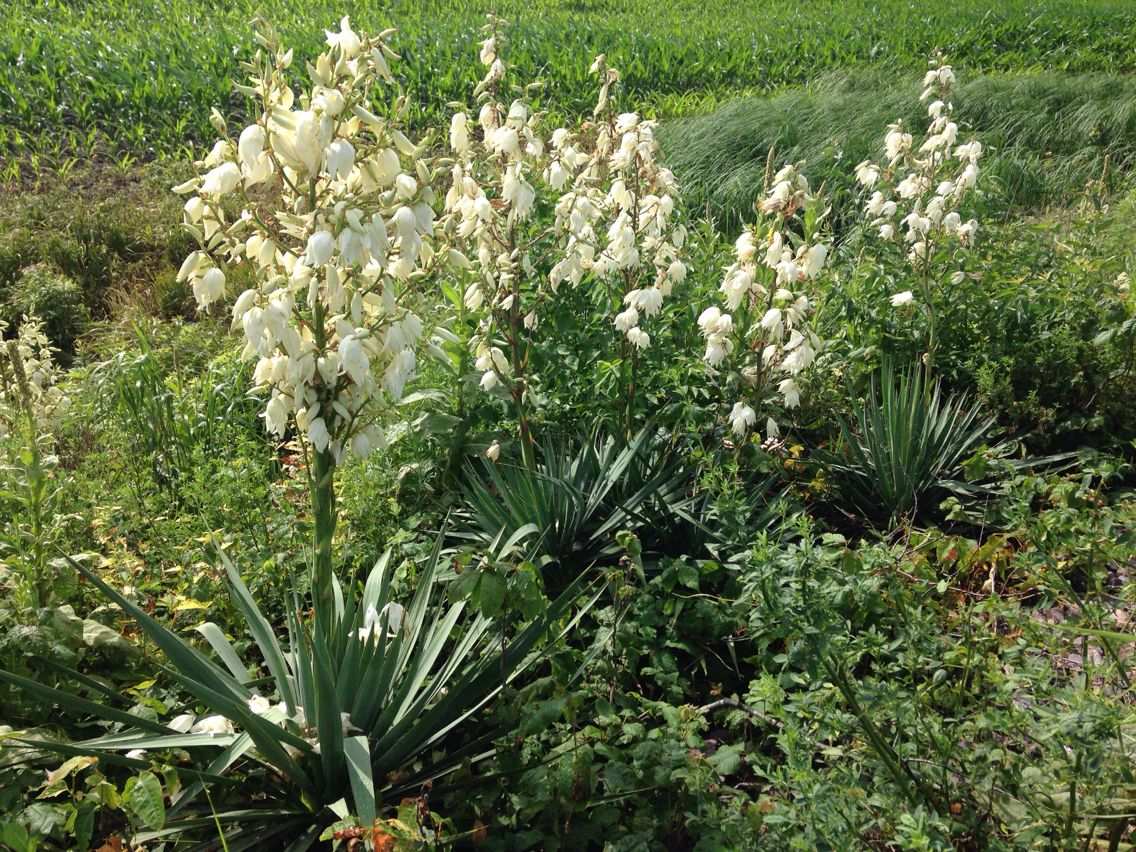 Yucca flaccida