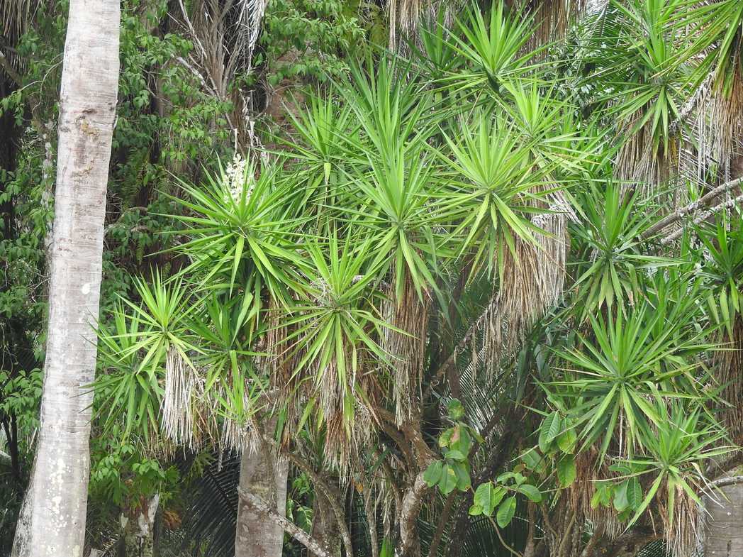 Yucca gigantea