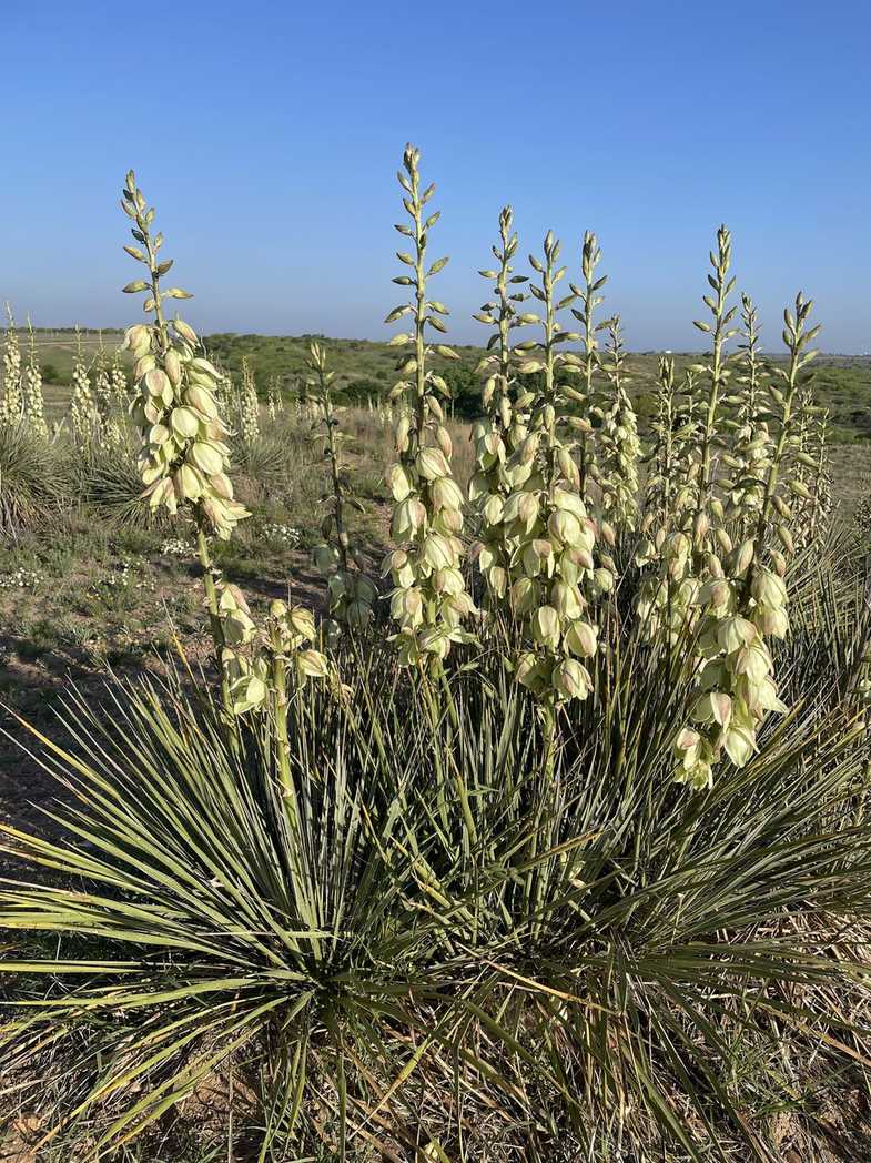 Yucca glauca