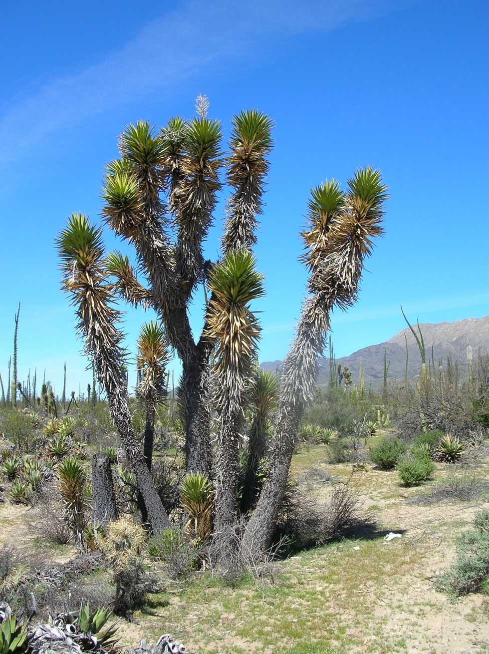 Yucca valida
