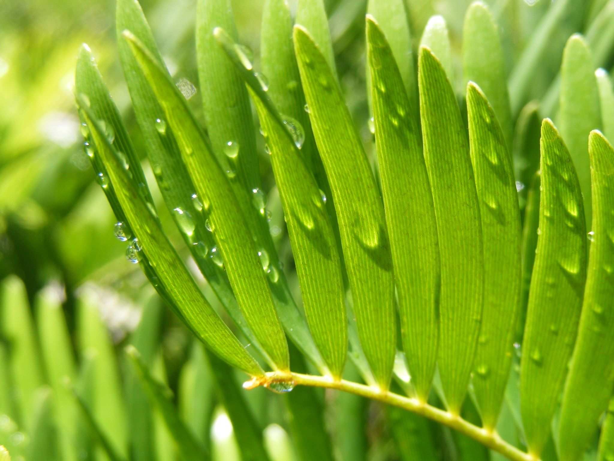 Zamia