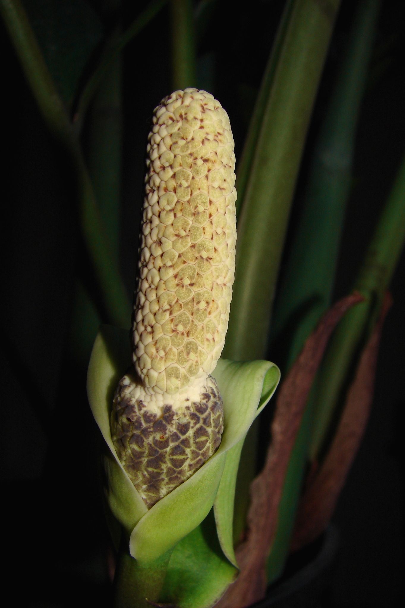 Zamioculcas zamiifolia