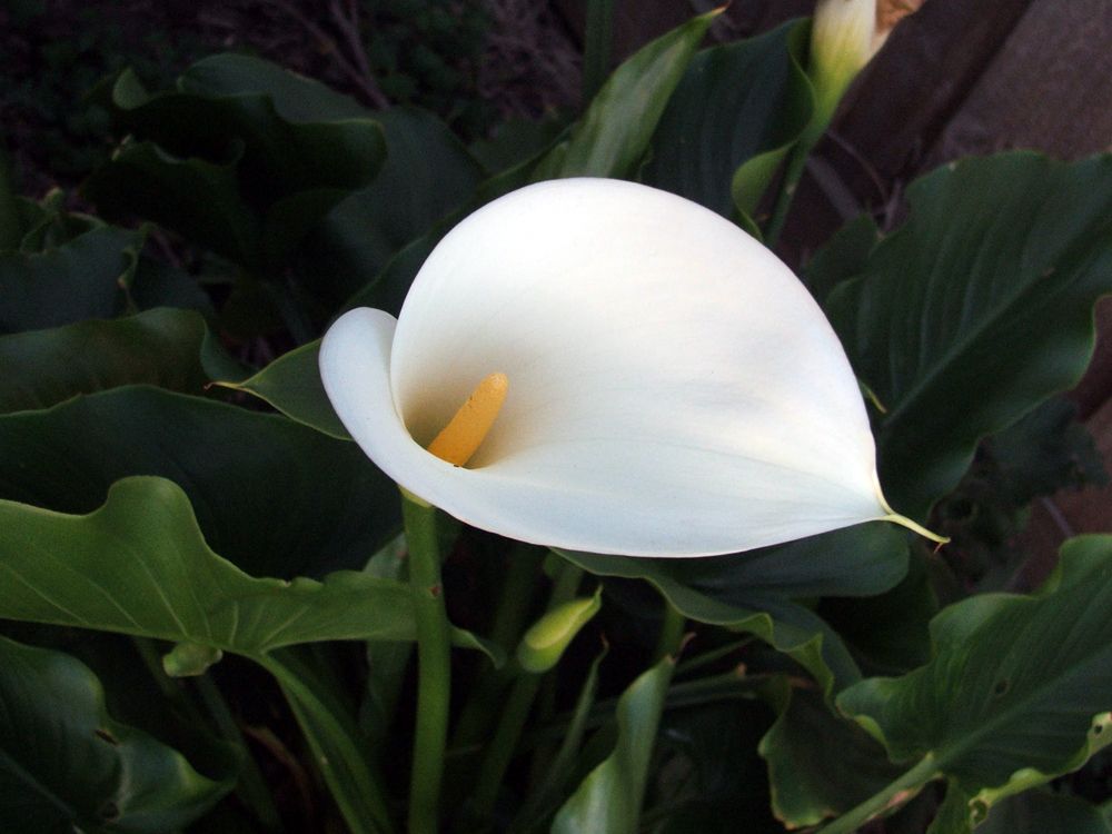 Zantedeschia