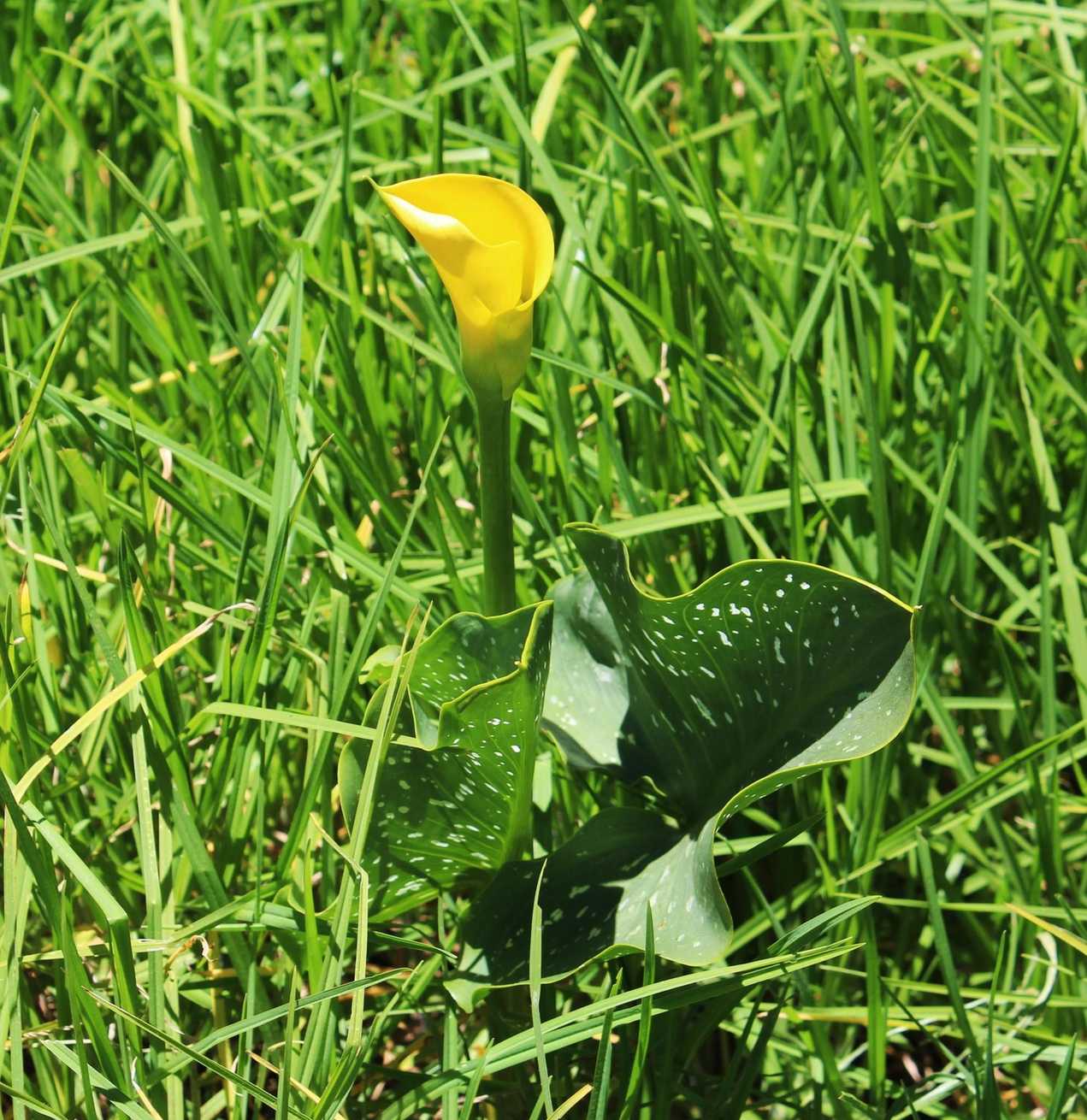 Zantedeschia albomaculata