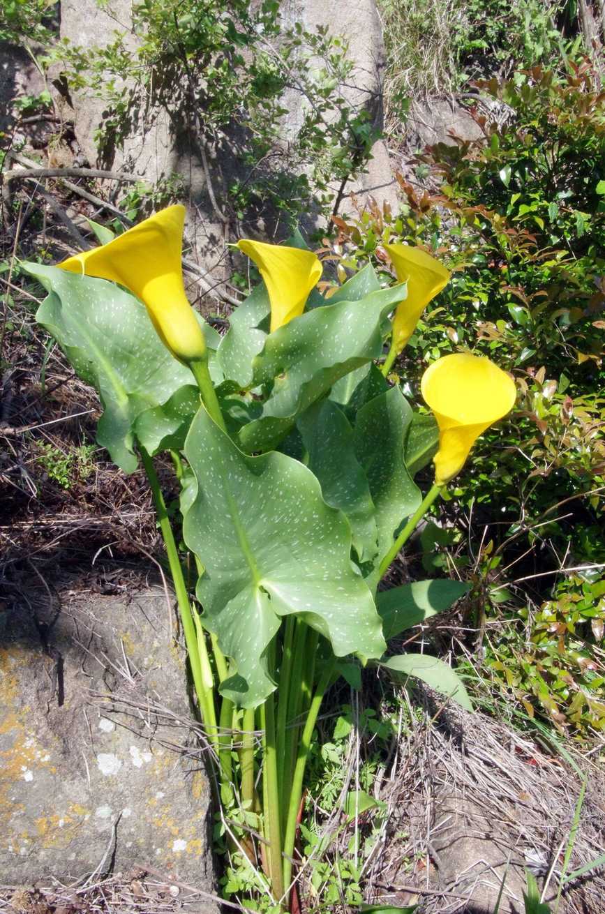 Zantedeschia elliottiana