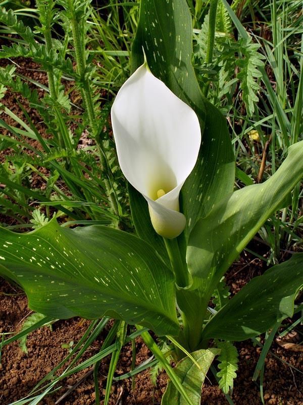 Zantedeschia rehmannii