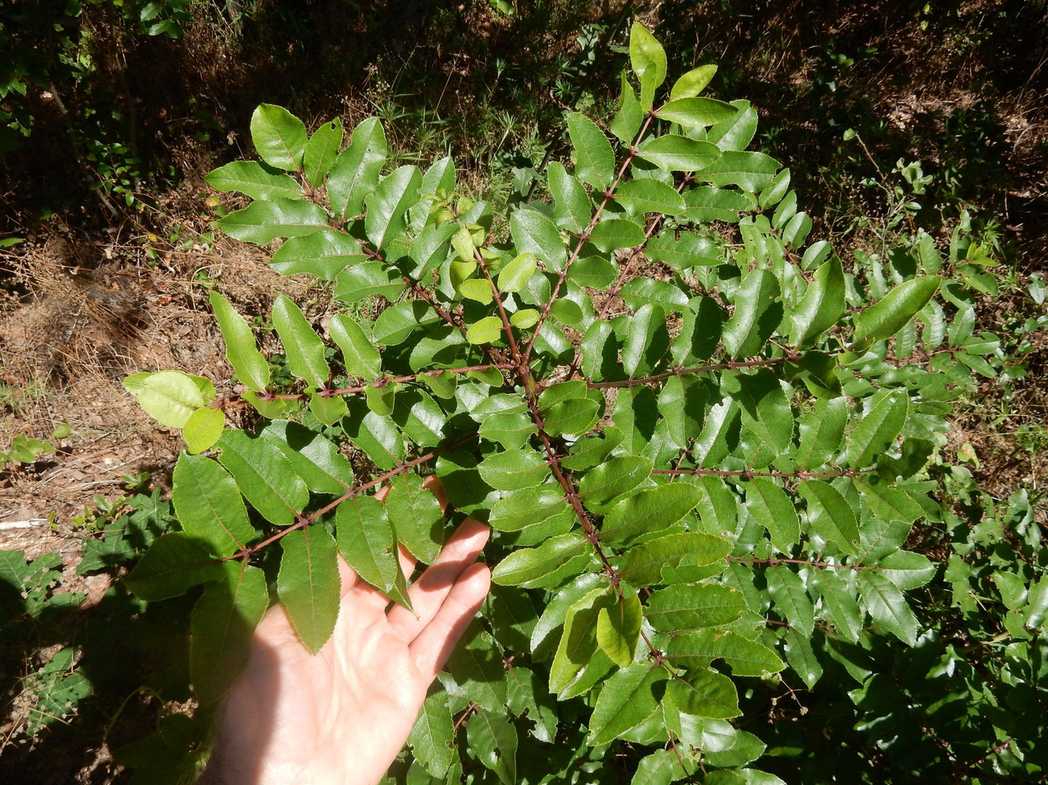 Zanthoxylum