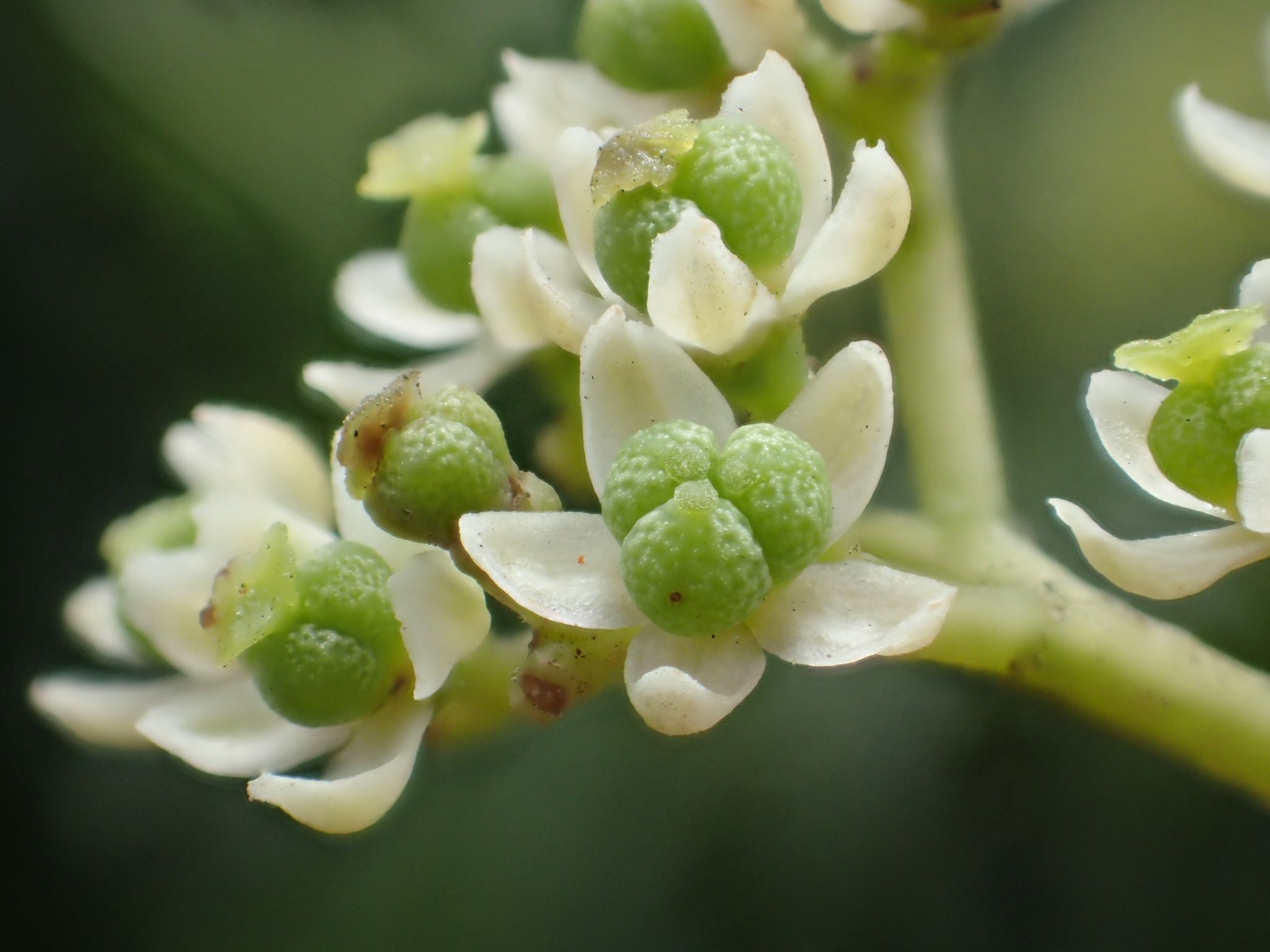 Zanthoxylum ailanthoides