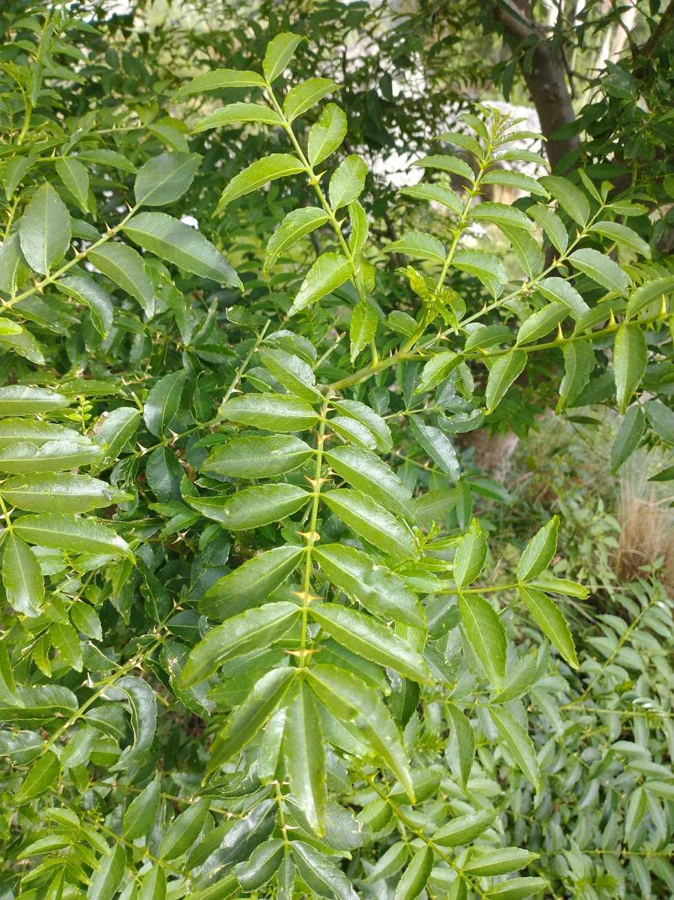 Zanthoxylum coco