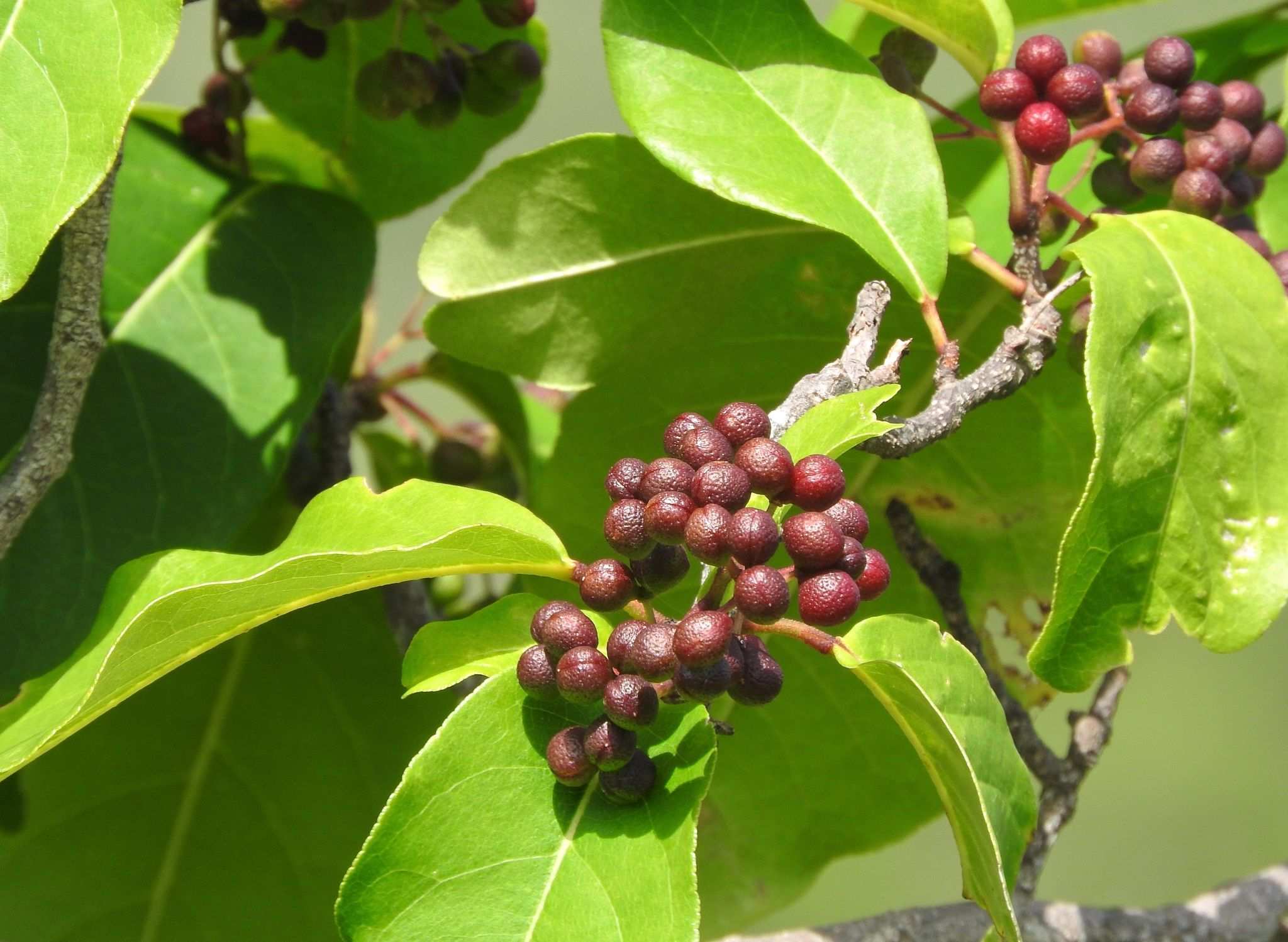 Zanthoxylum monophyllum
