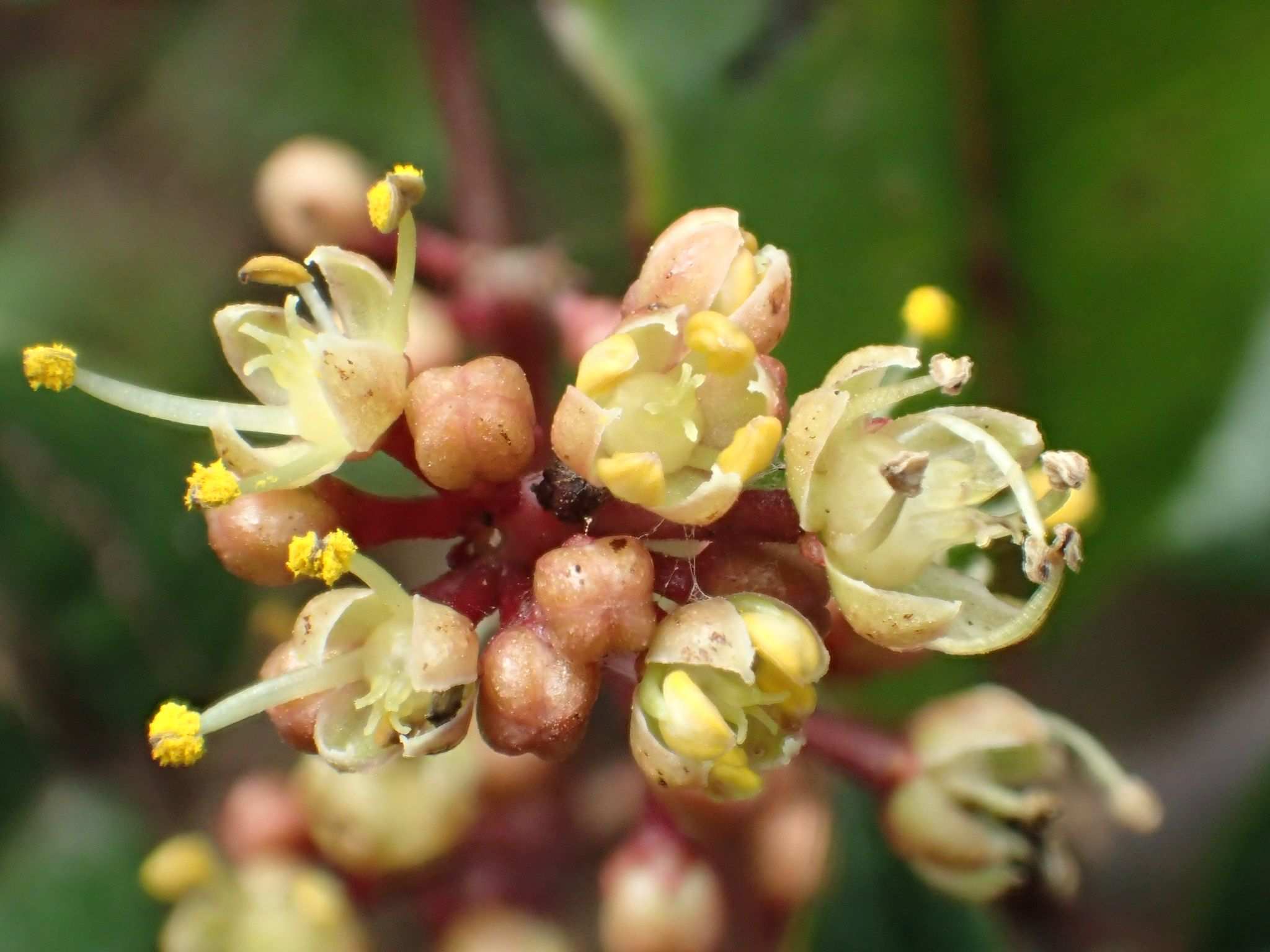 Zanthoxylum nitidum