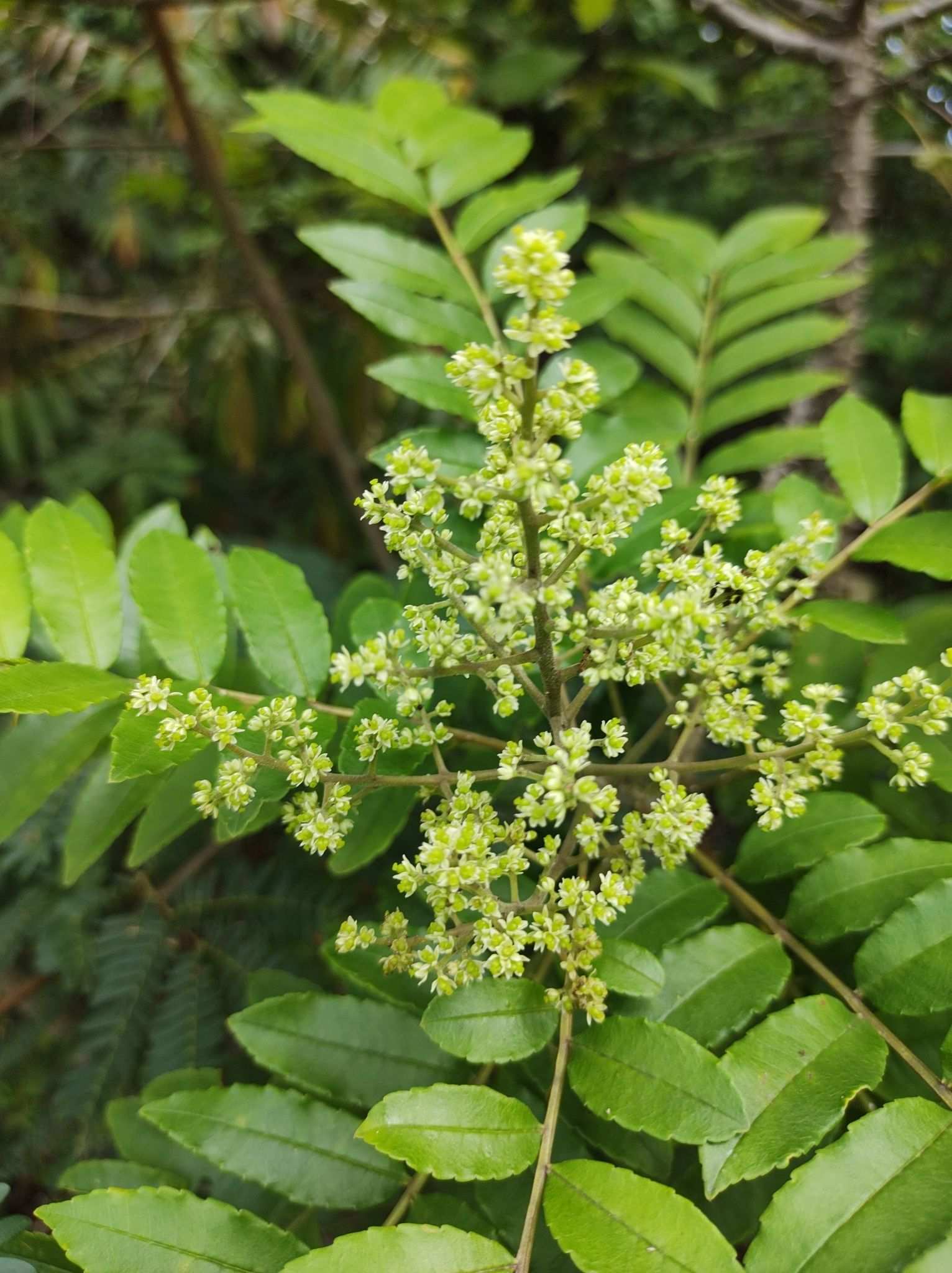 Zanthoxylum rhoifolium