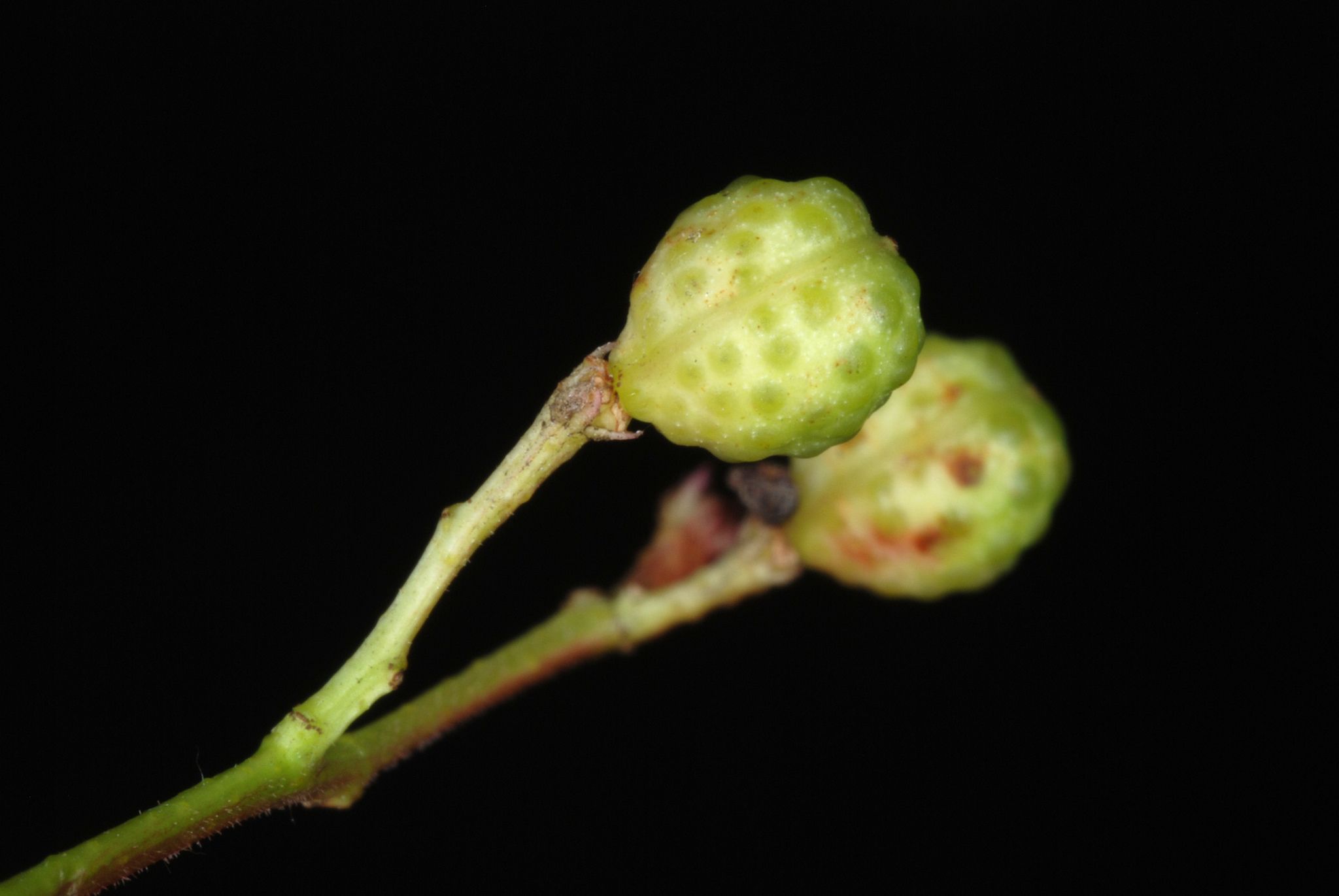 Zanthoxylum simulans