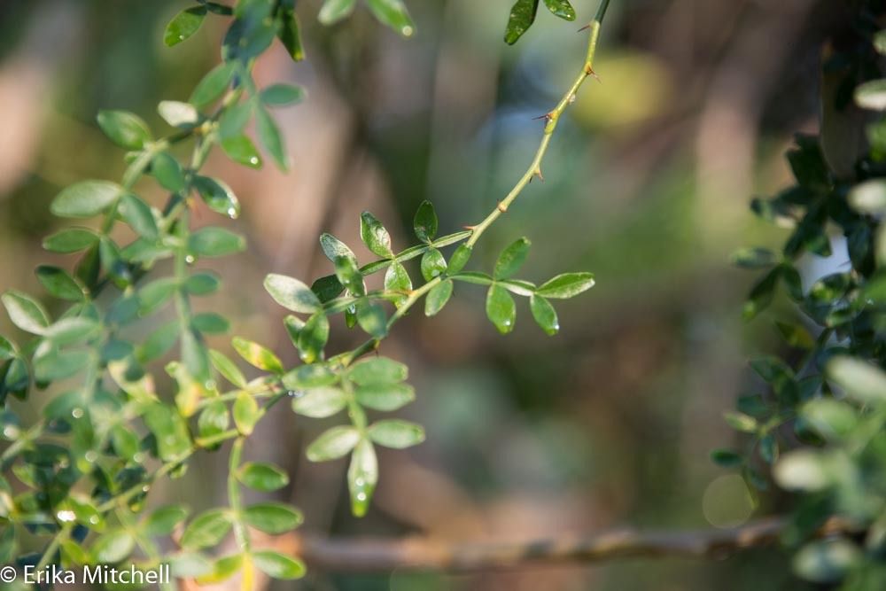 Zanthoxylum sp.
