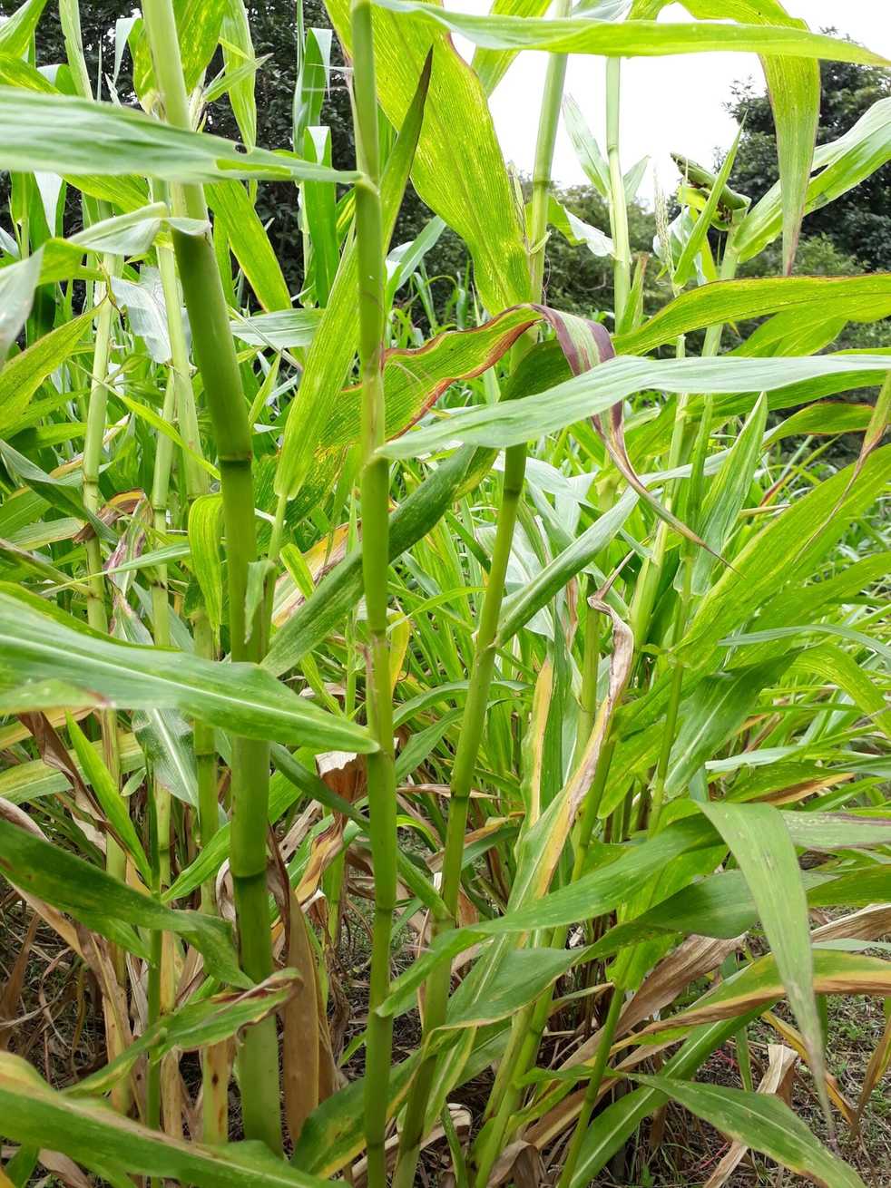 Zea perennis