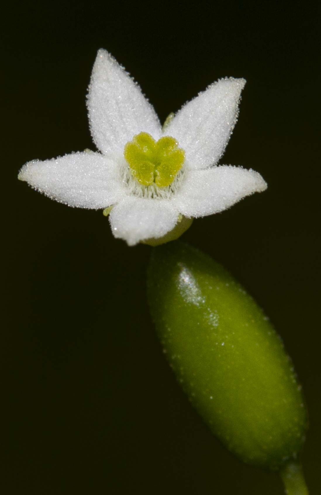 Zehneria odorata