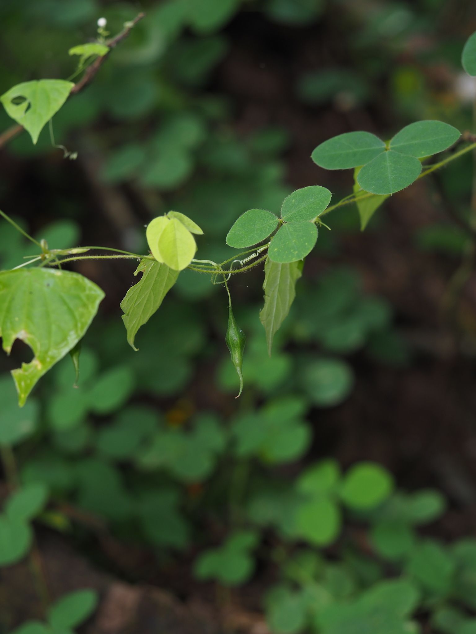 Zehneria wallichii