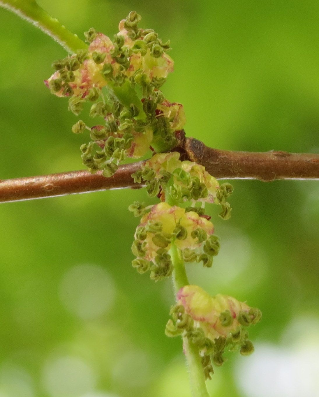 Zelkova
