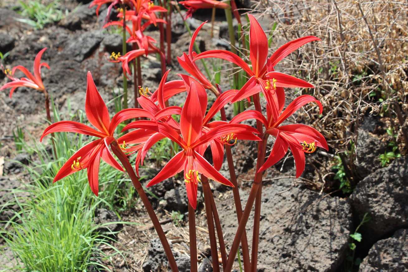 Zephyranthes formosissima