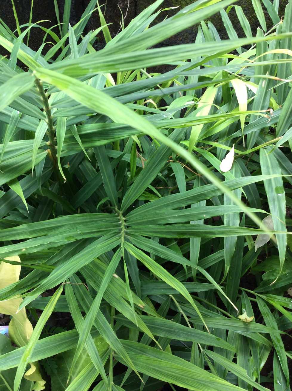 Zingiber officinale