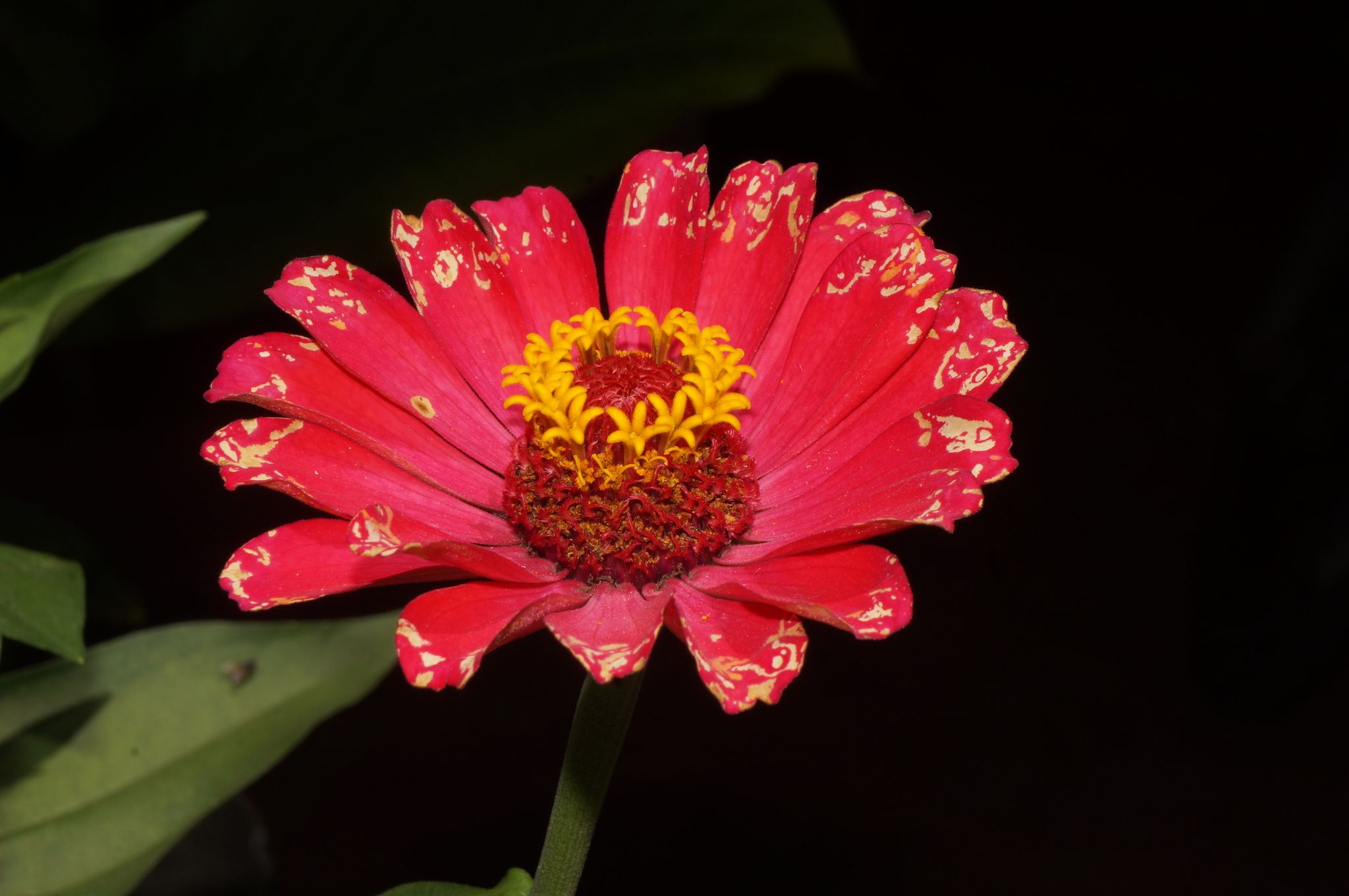 Zinnia