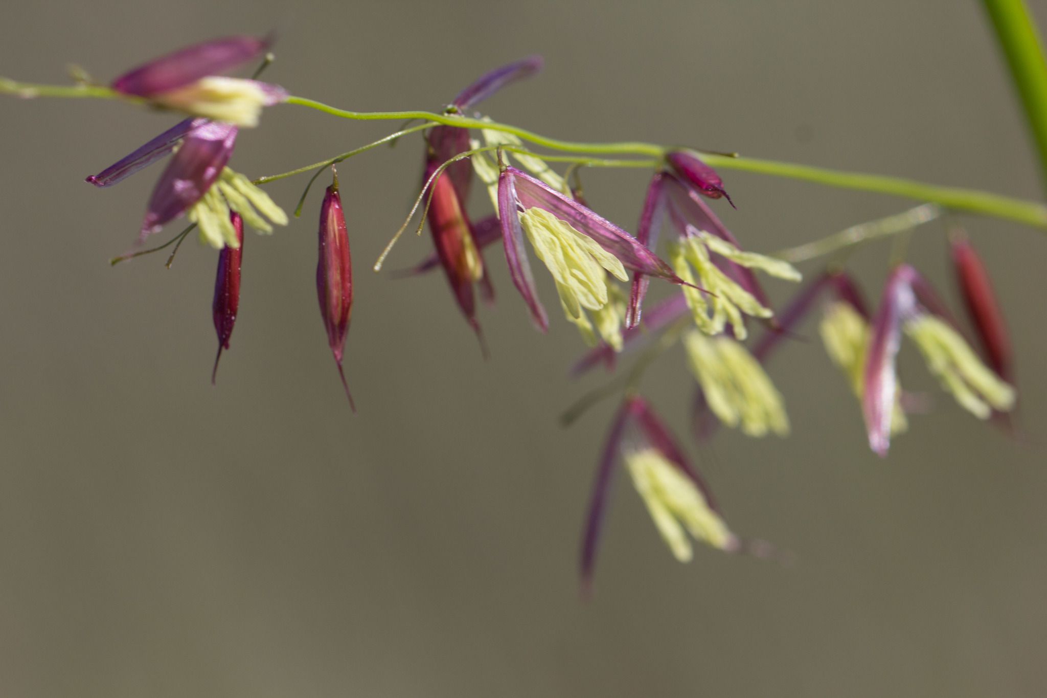 Zizania palustris