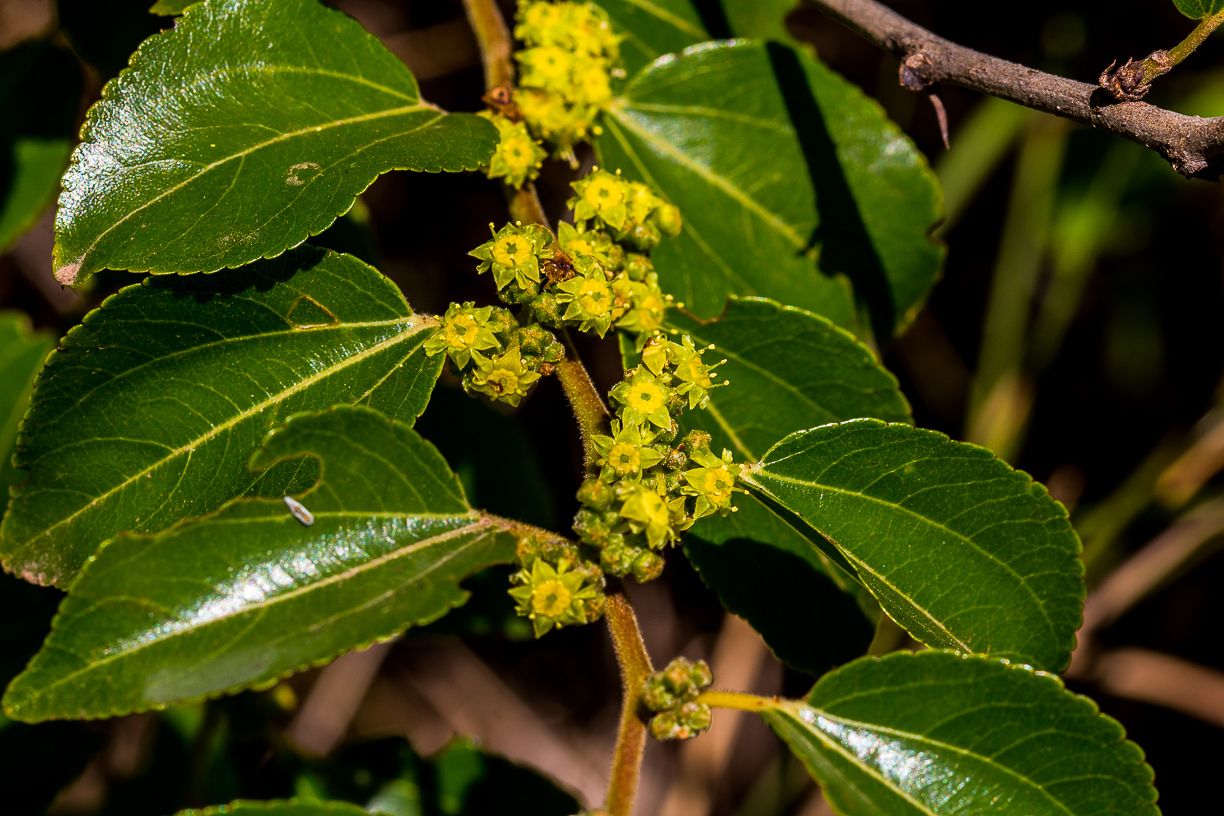 Ziziphus