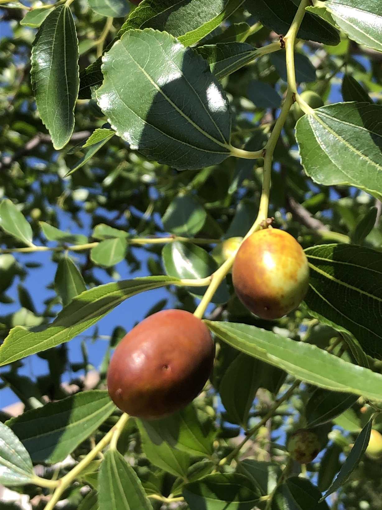 Ziziphus jujuba