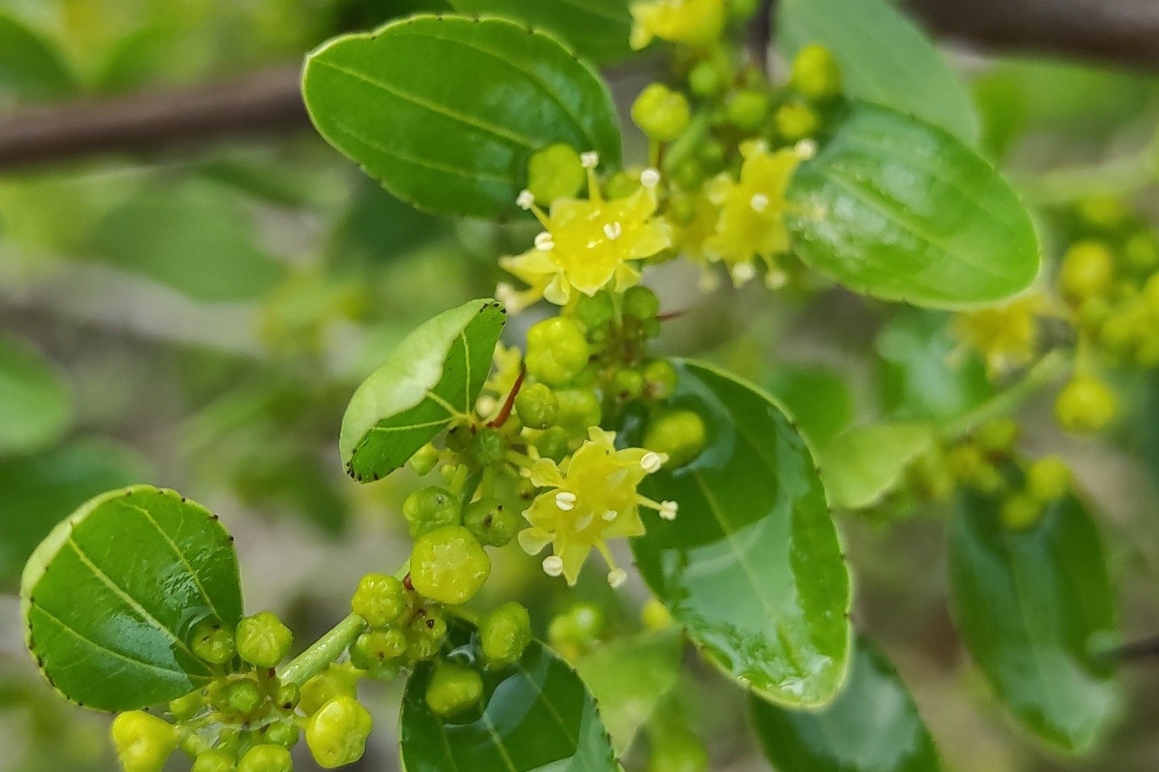Ziziphus lotus