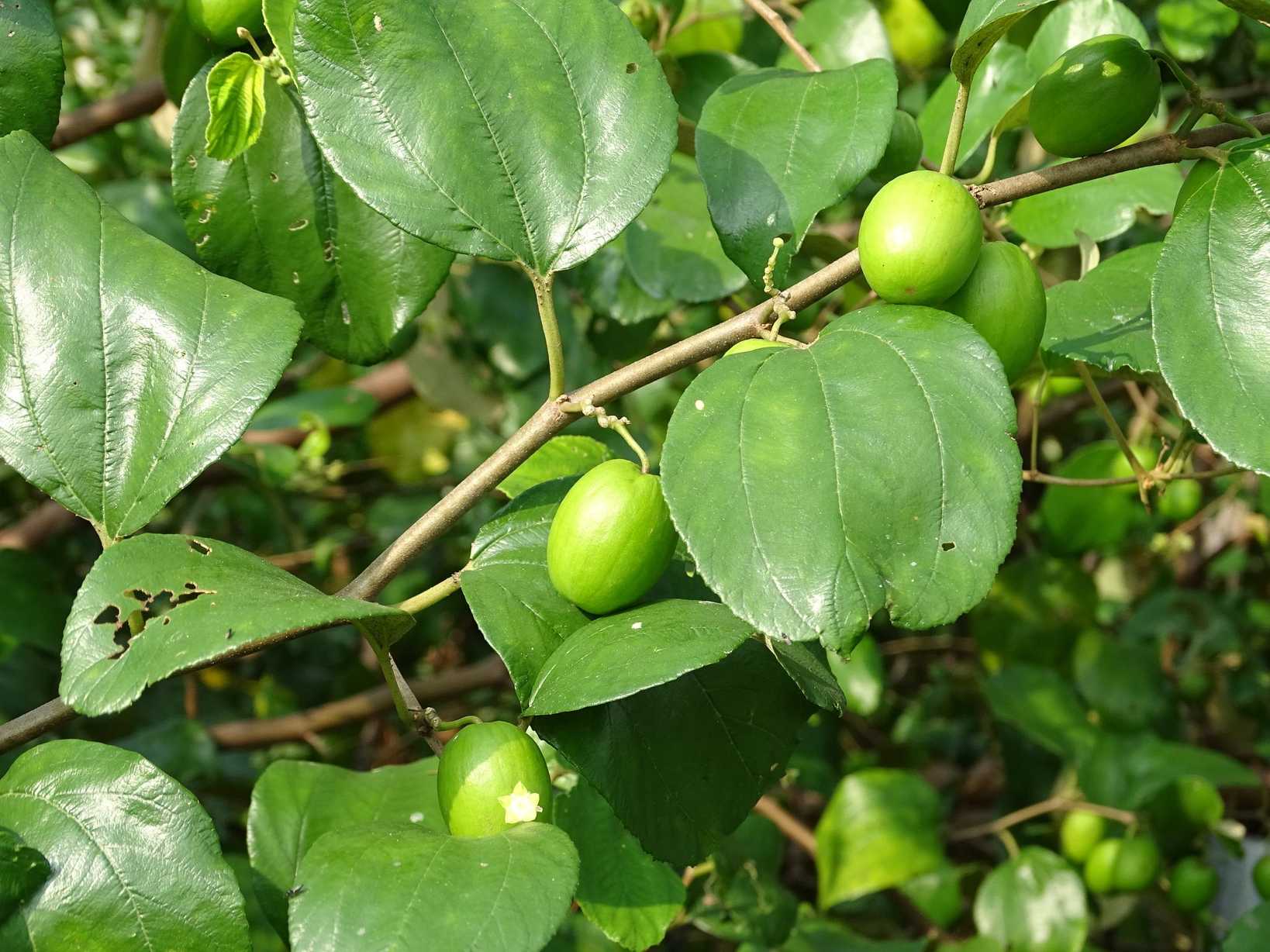 Ziziphus mauritiana