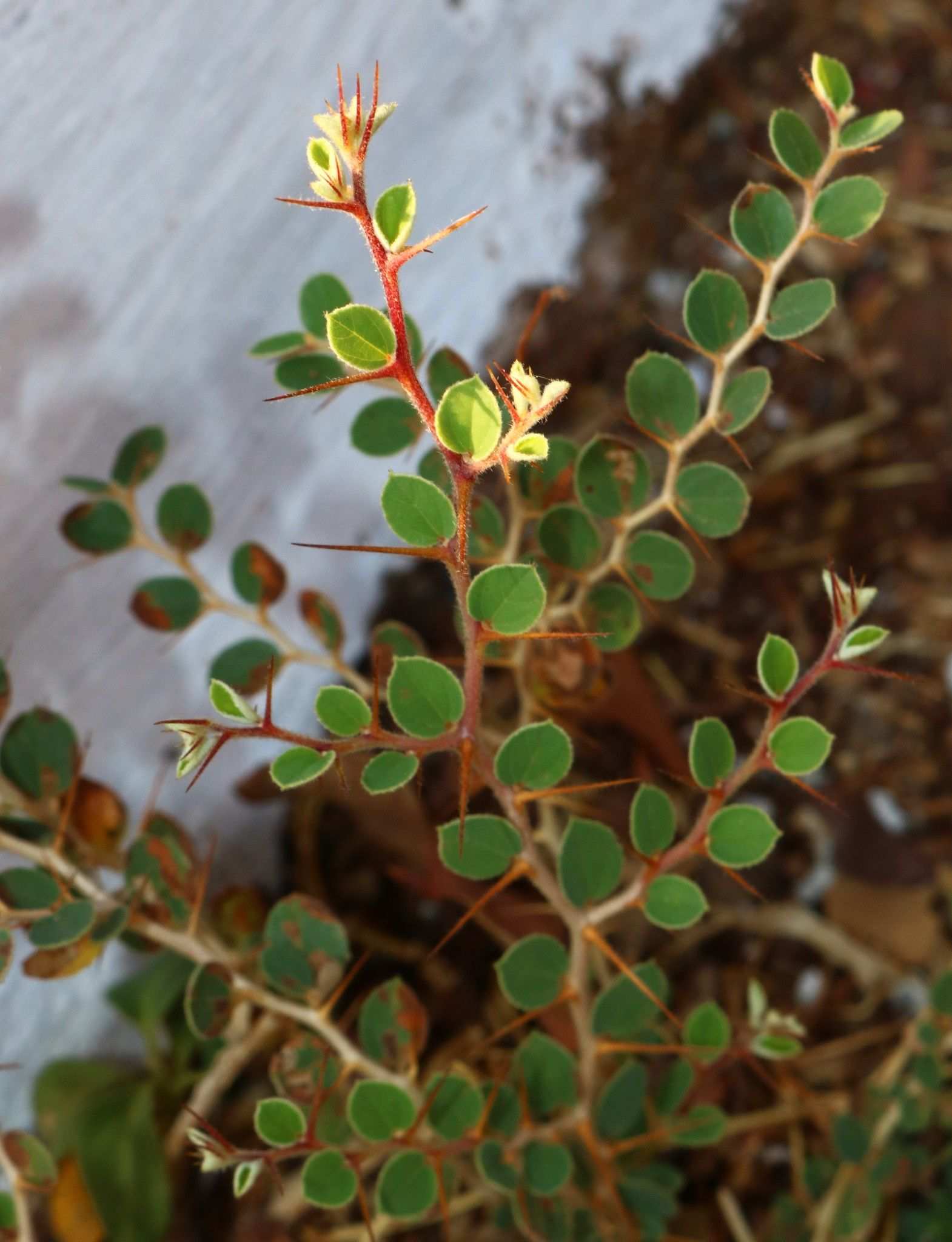 Ziziphus nummularia