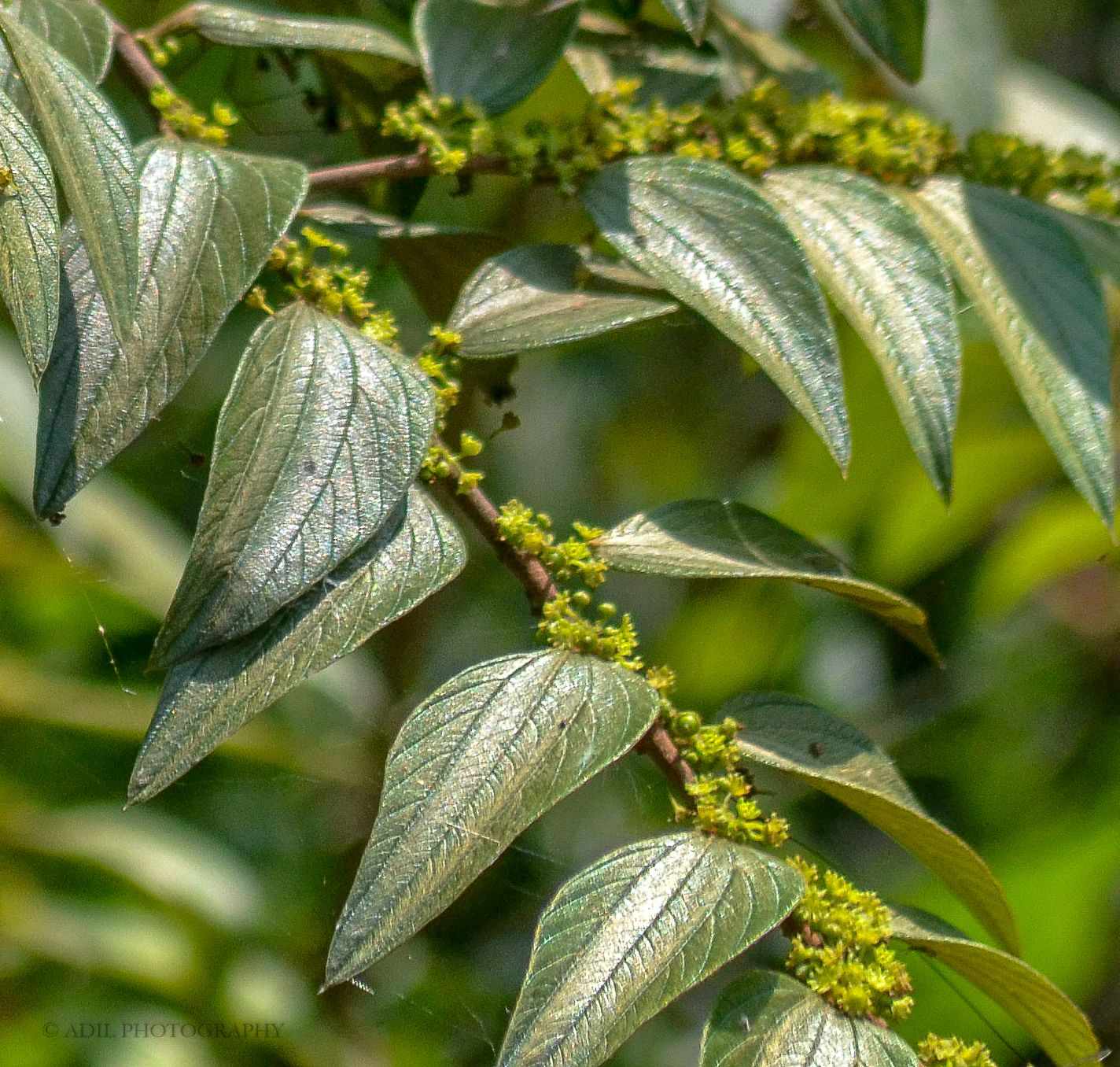 Ziziphus oenopolia
